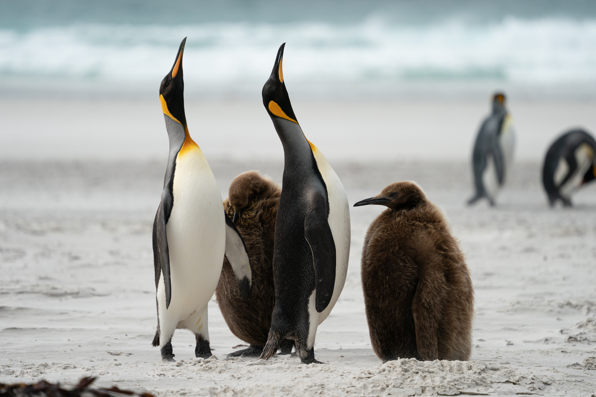 Falklandsøyene 2019 (6 of 22)