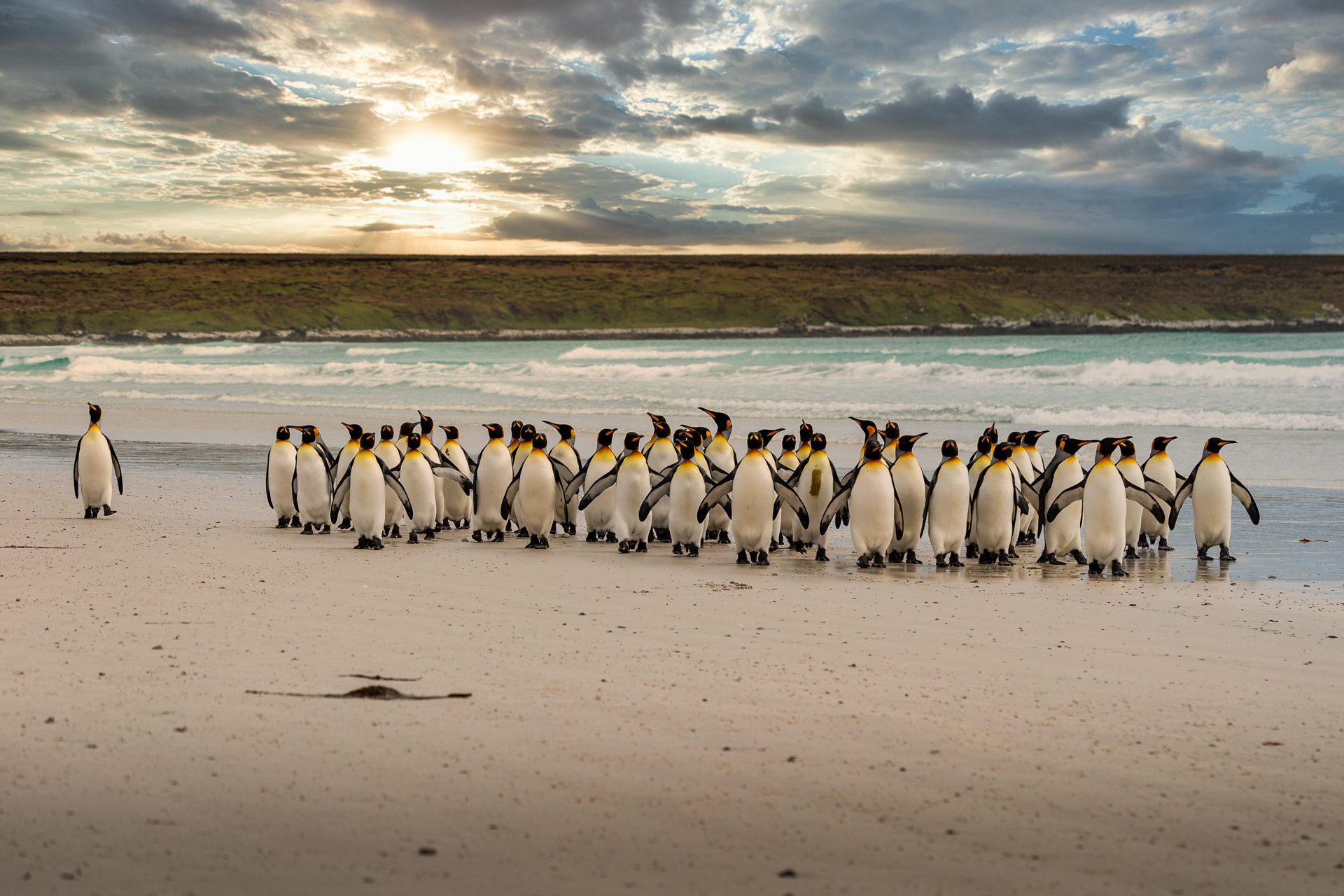 Falklandsøyene 2019(1)
