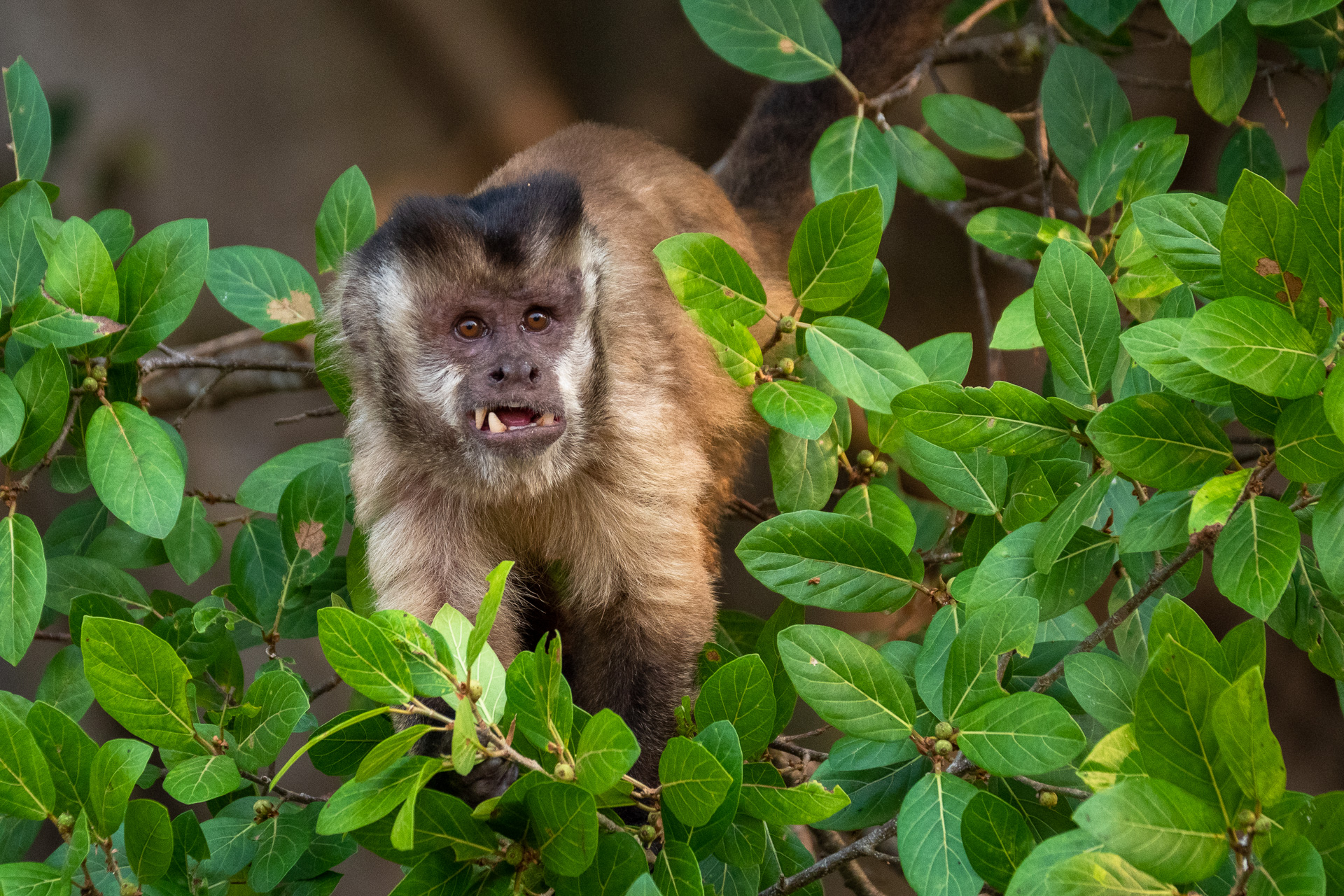 Pantanal Brasil (125 of 125)
