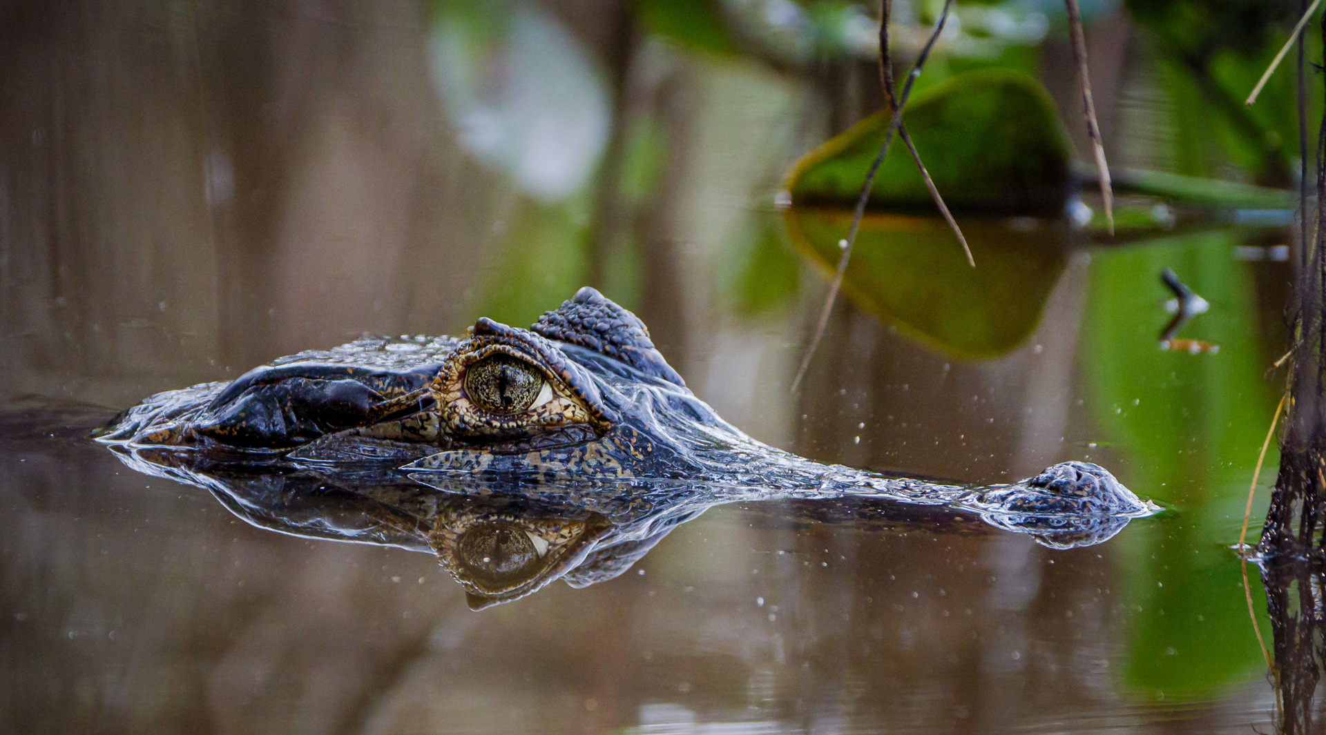 Pantanal Brasil (13 of 125)