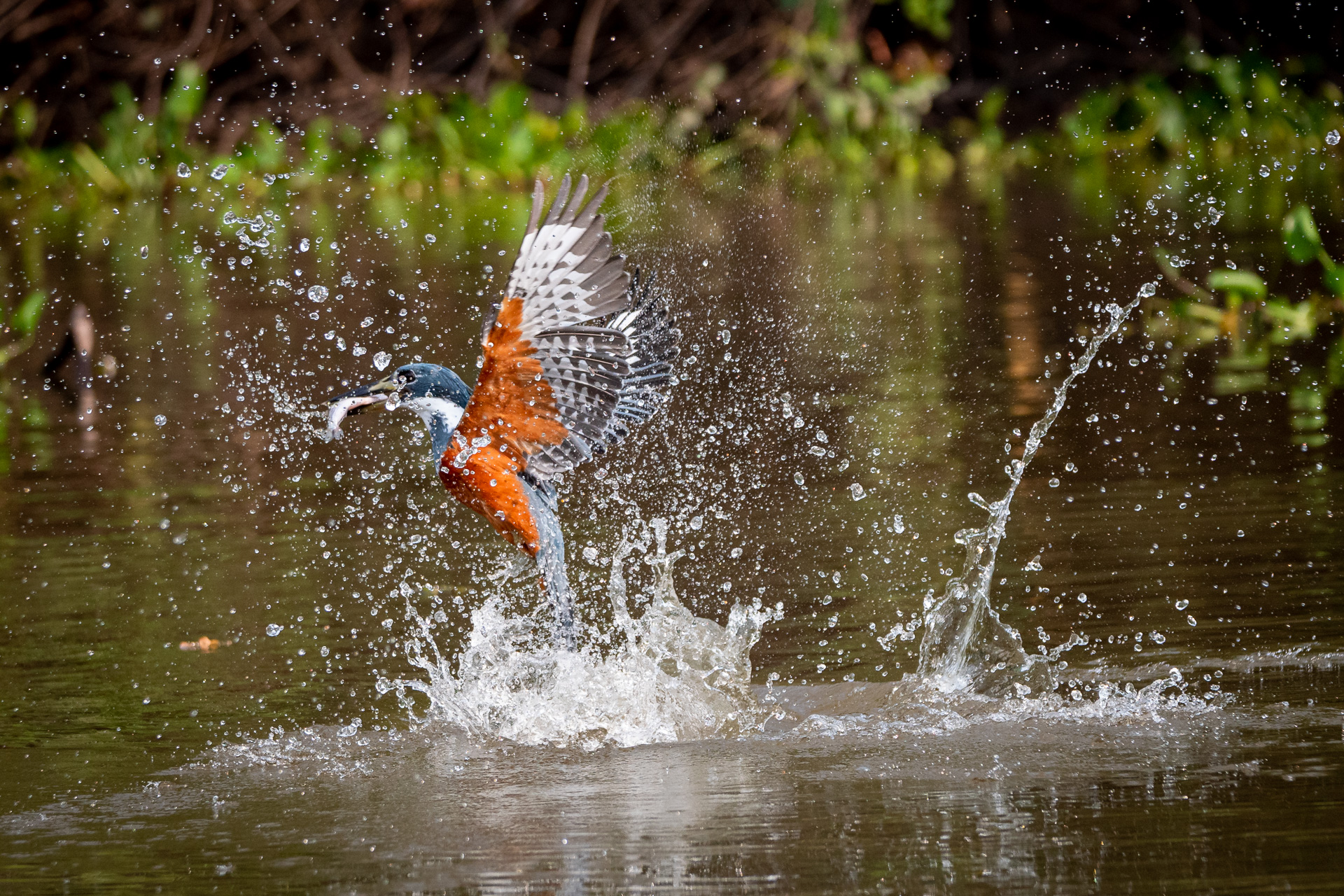 Pantanal Brasil (15 of 125)