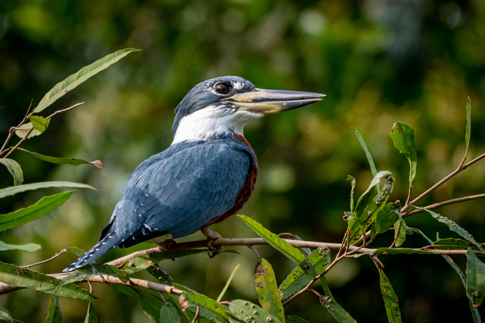 Pantanal Brasil (20 of 125)