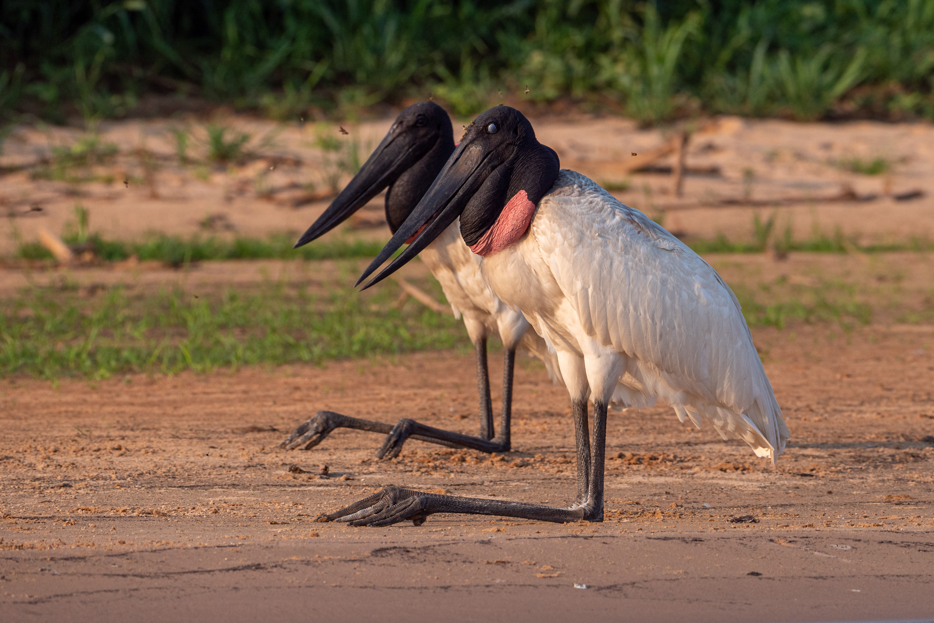 Pantanal Brasil (25 of 125)