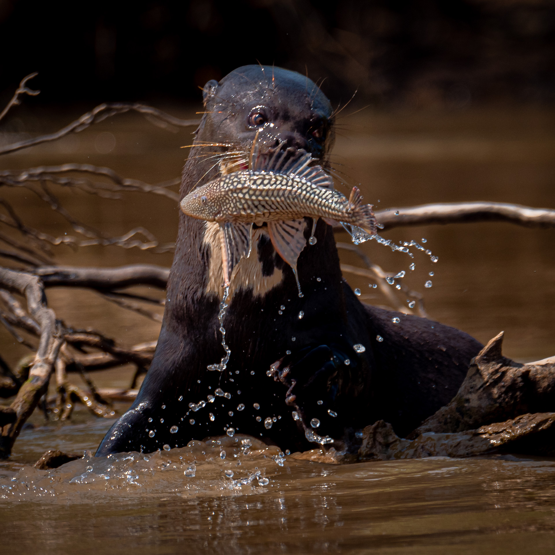 Pantanal Brasil (30 of 125)