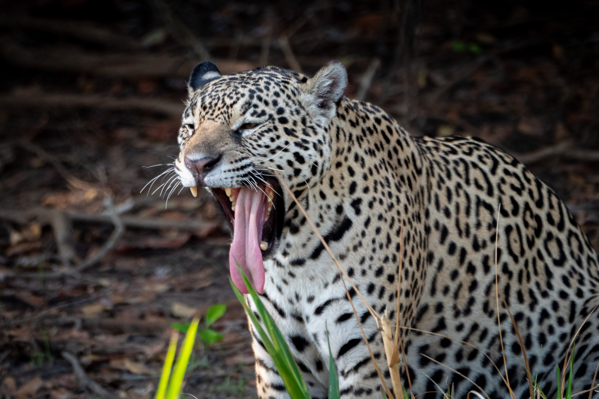 Pantanal Brasil (36 of 125)