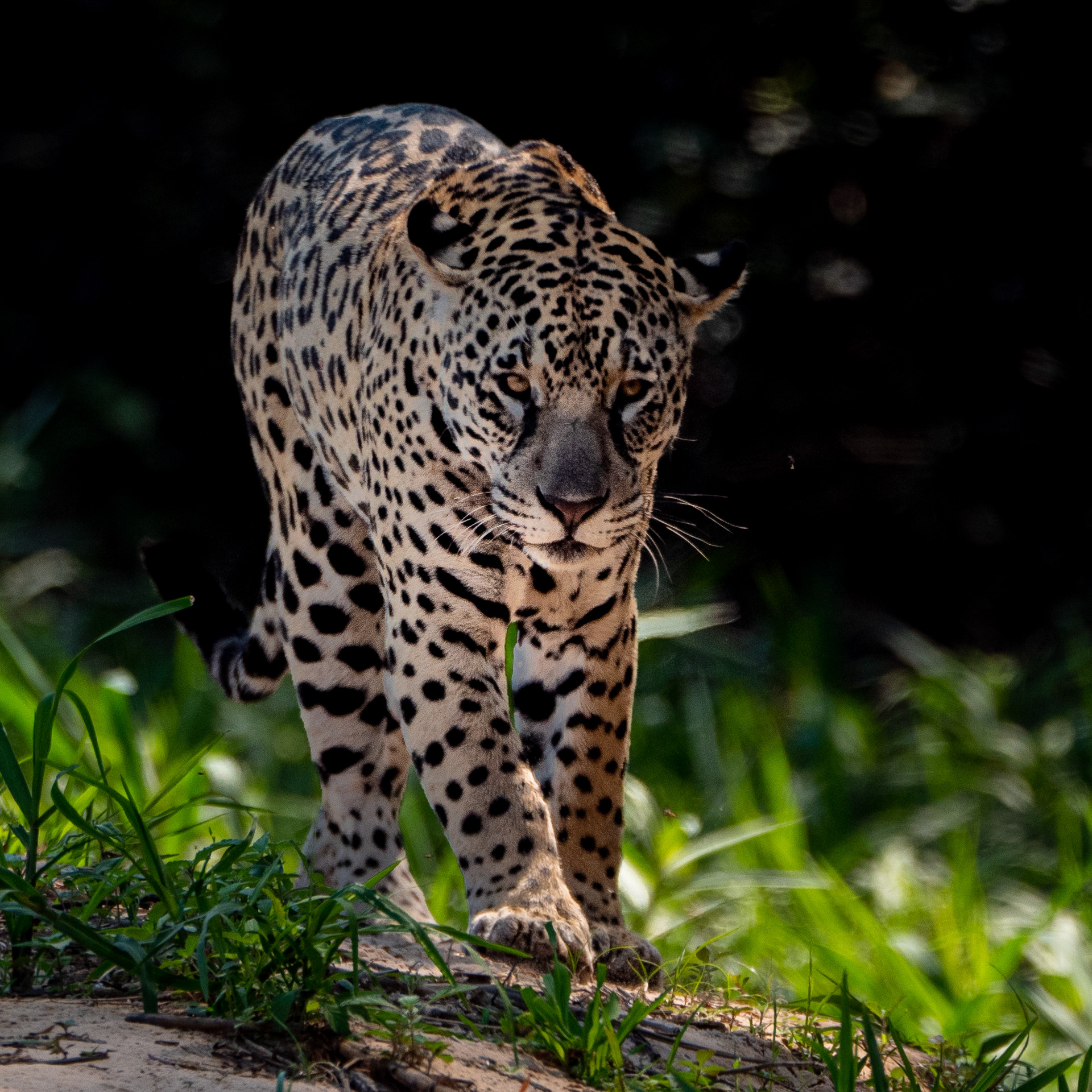 Pantanal Brasil (37 of 125)