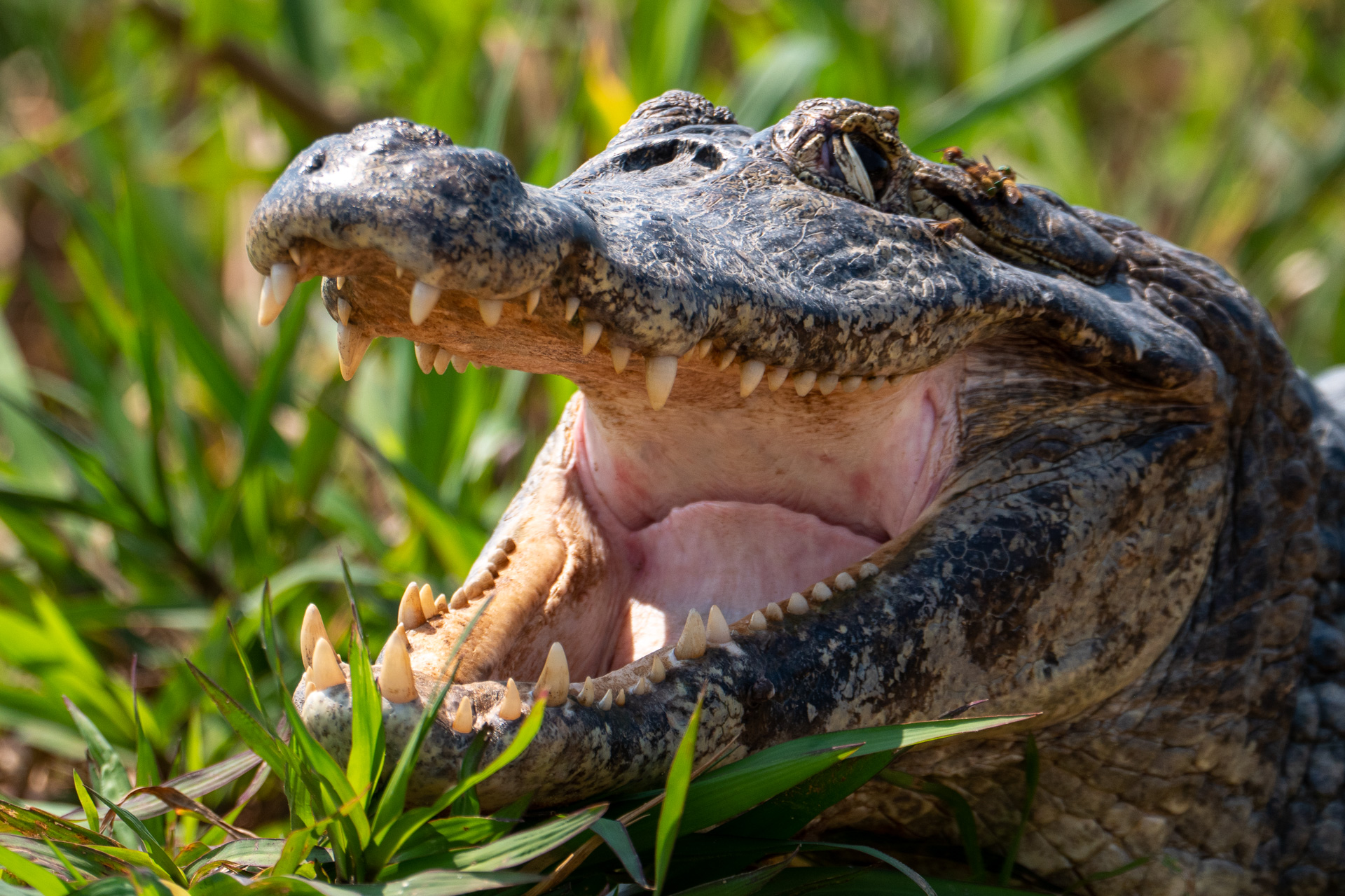 Pantanal Brasil (48 of 125)