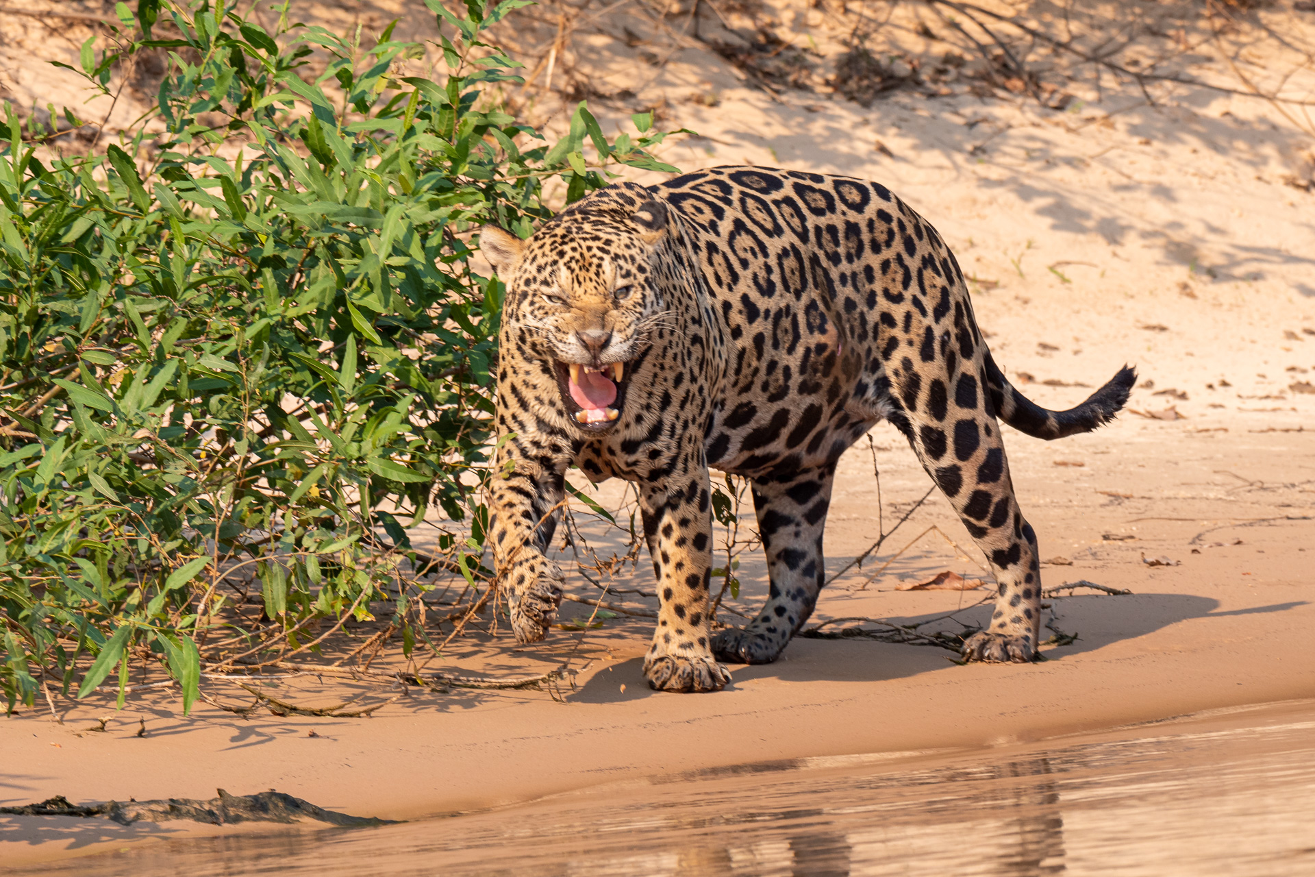 Pantanal Brasil (63 of 125)