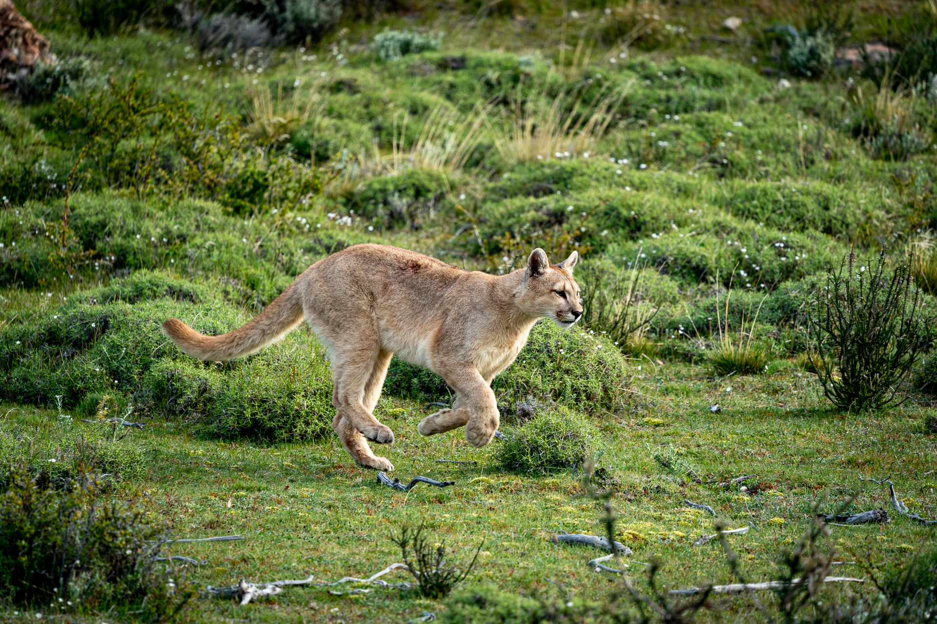 Chile 2019 (11 of 4)