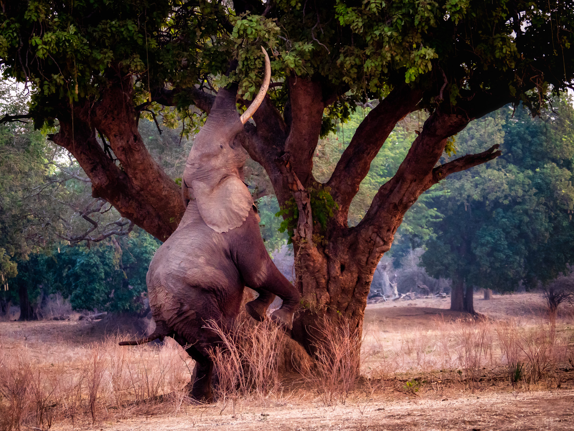 Elefant 2018-1