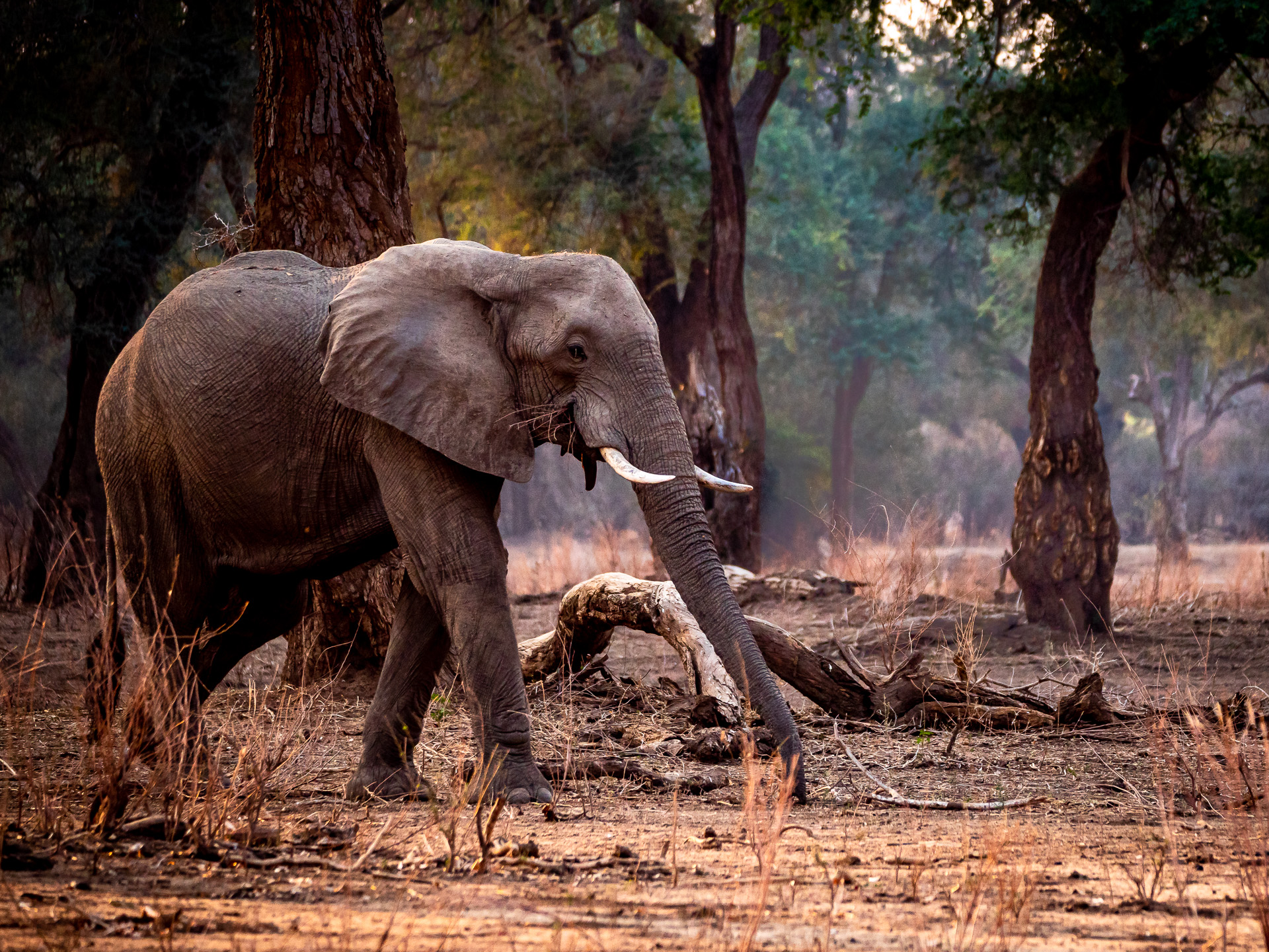 Elefant 2018-10