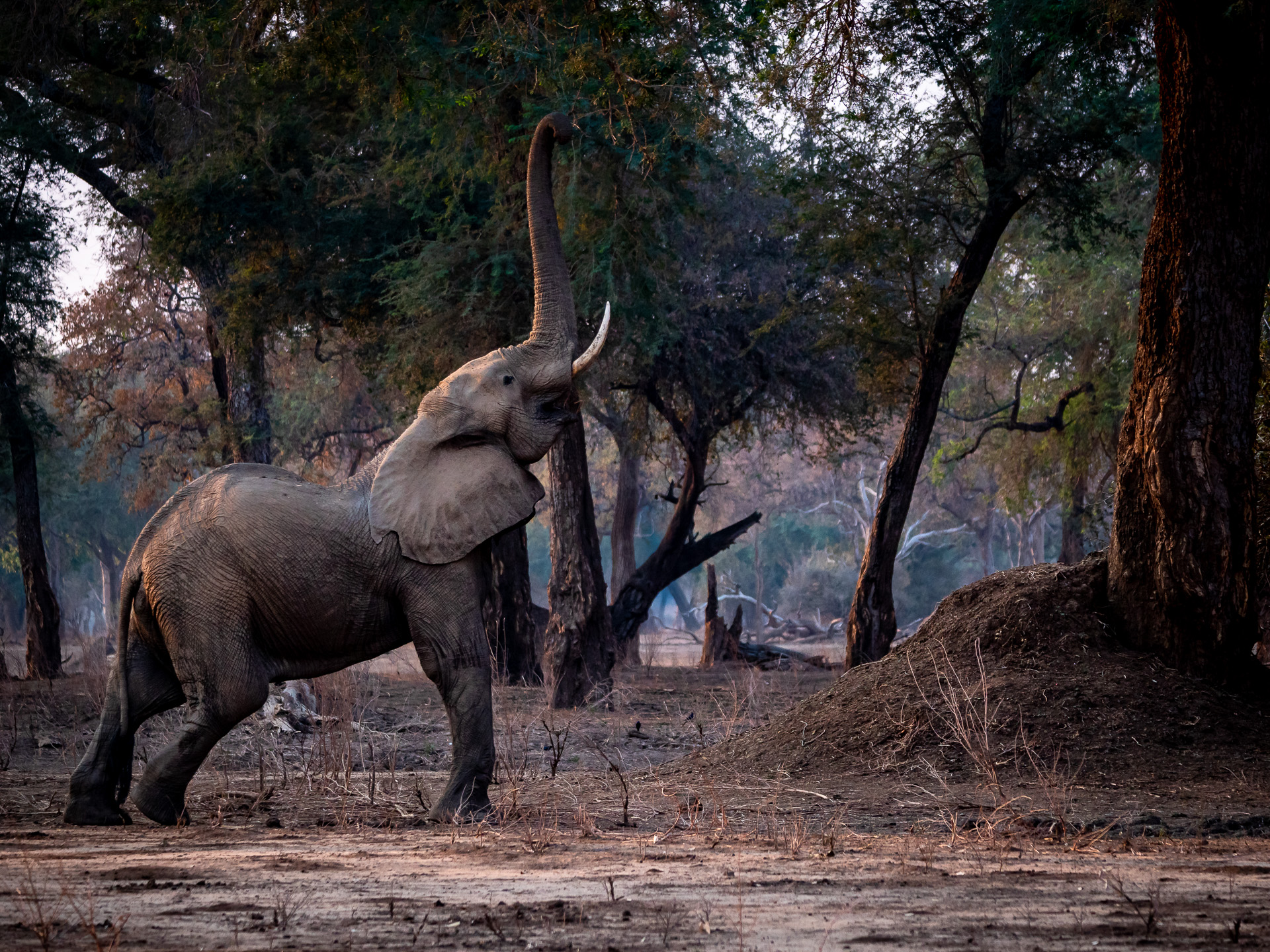 Elefant 2018-11