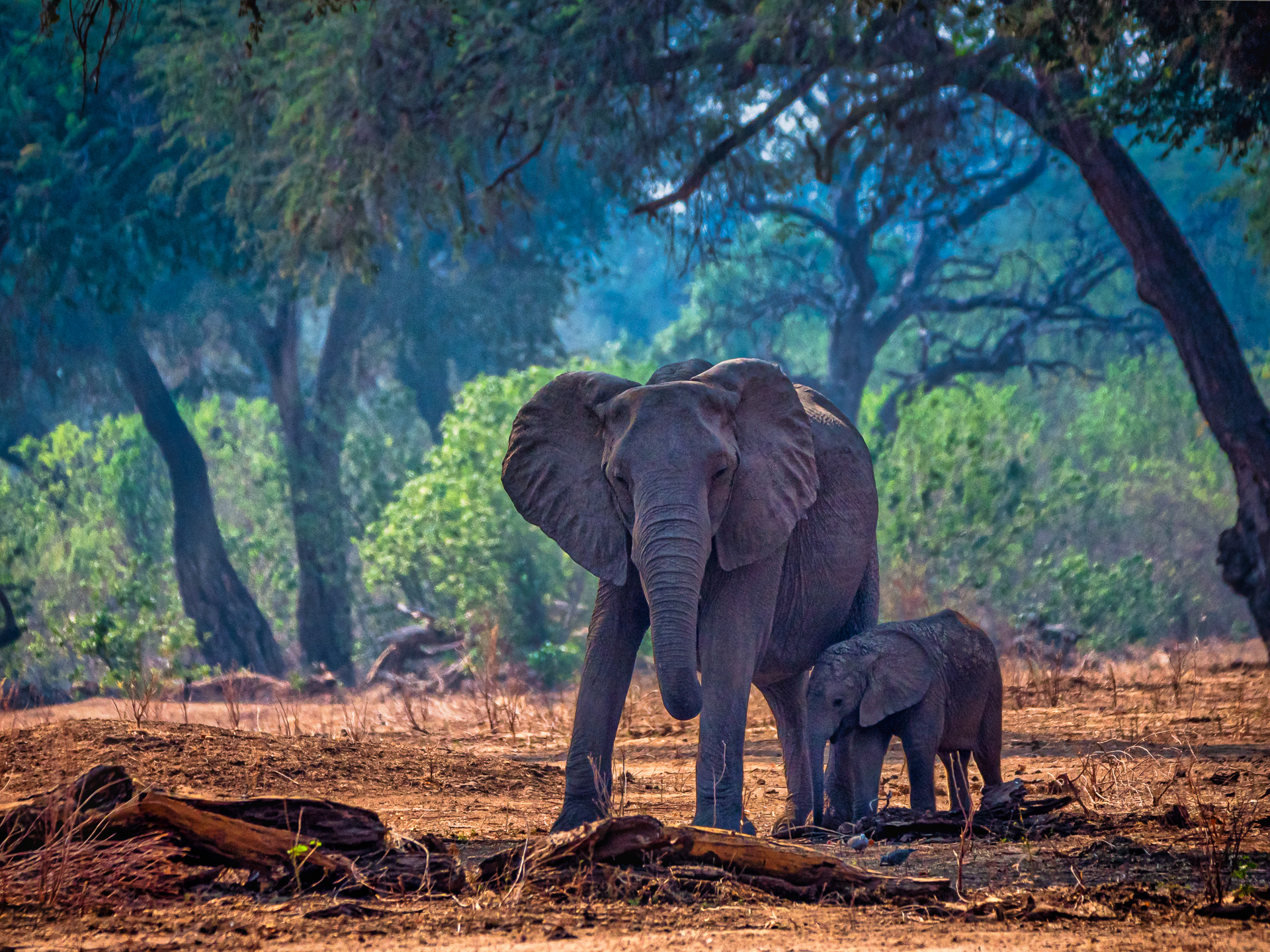 Elefant 2018-12