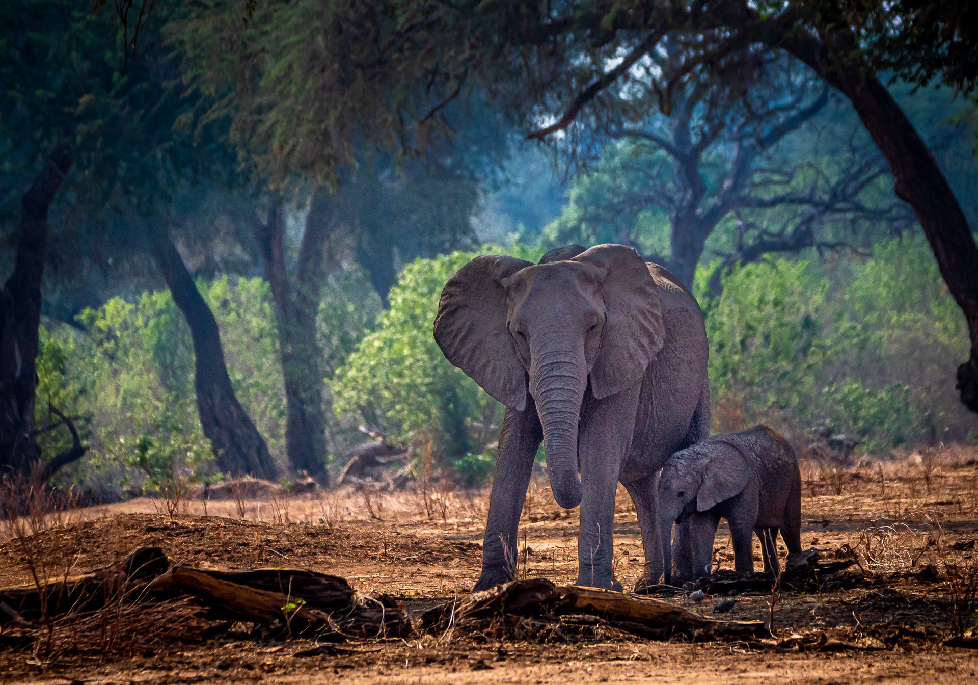 Elefant 2018-13