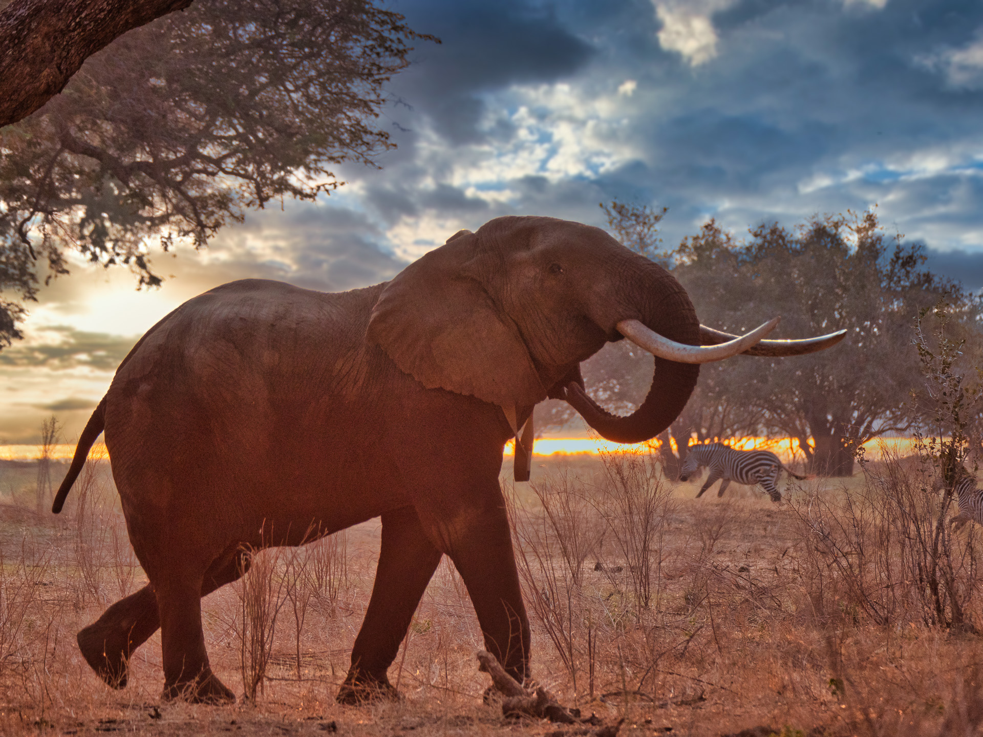 Elefant 2018-2