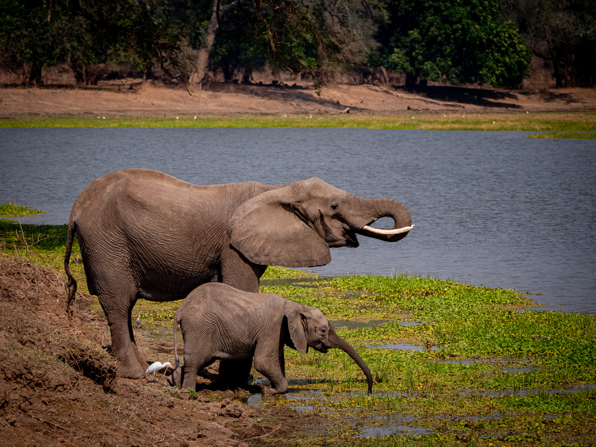 Elefant 2018-4