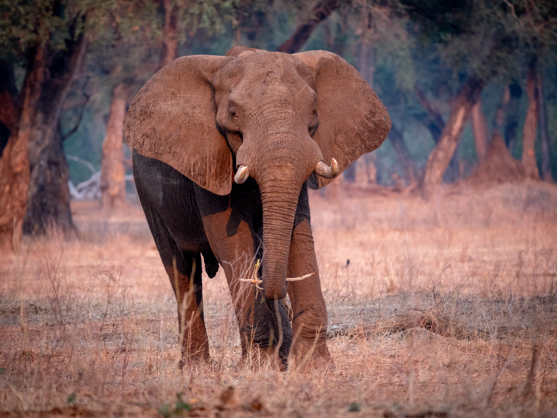 Elefant 2018-5