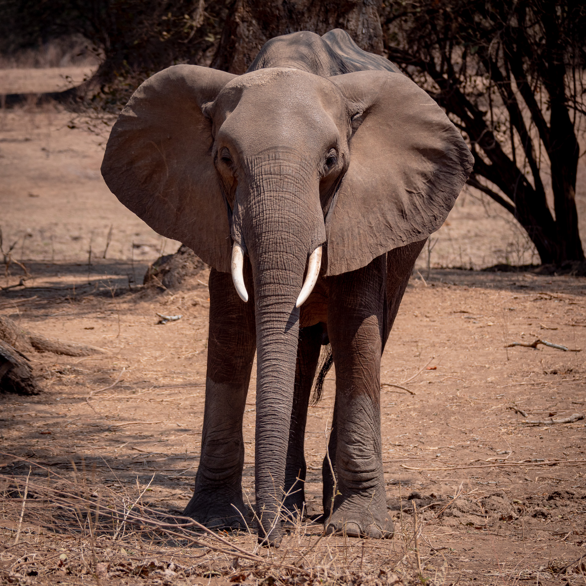 Elefant 2018-8
