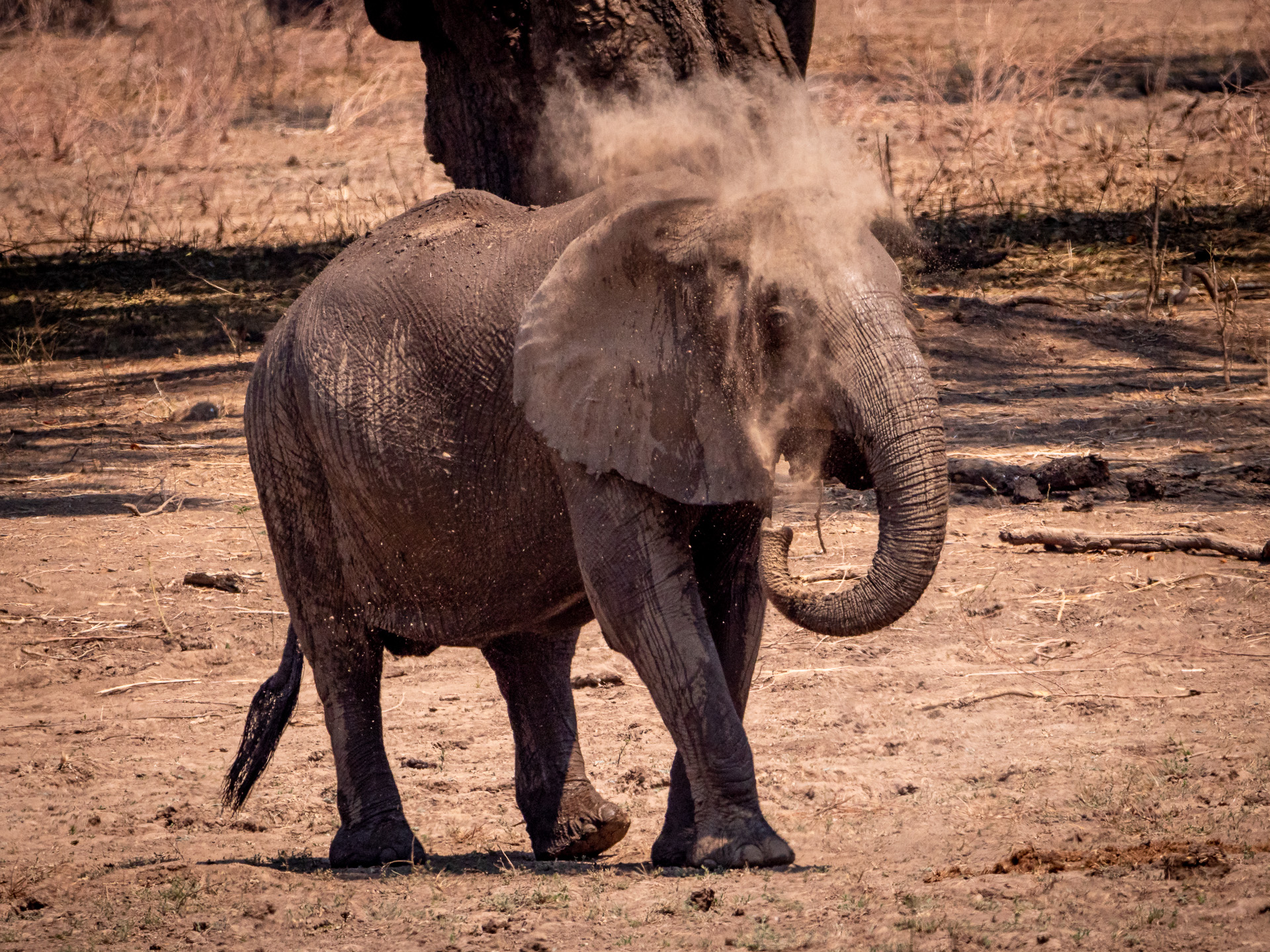 Elefant 2018-9