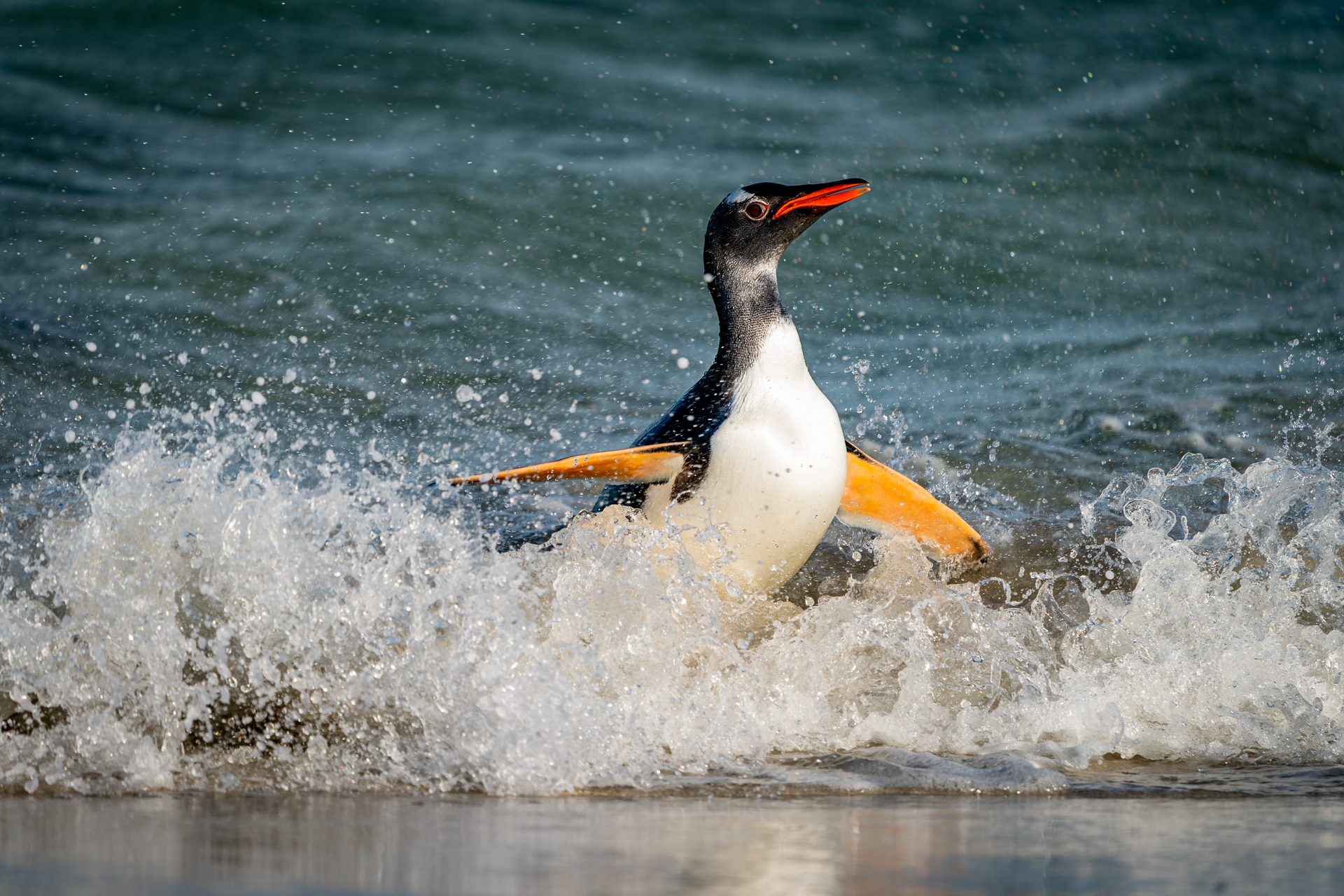 Falklandsøyene 2019 (10 of 22)