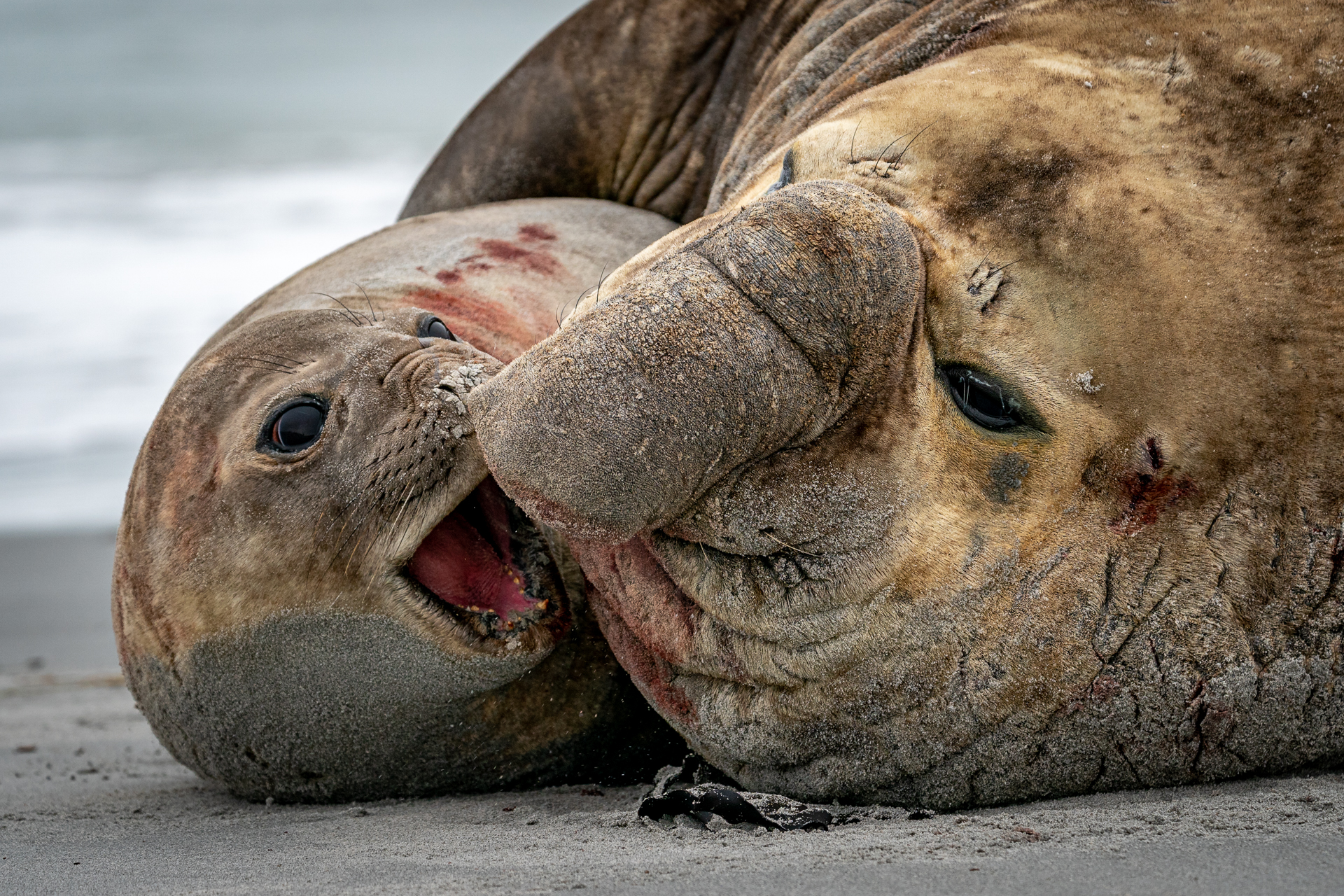 Falklandsøyene 2019 (11 of 22)