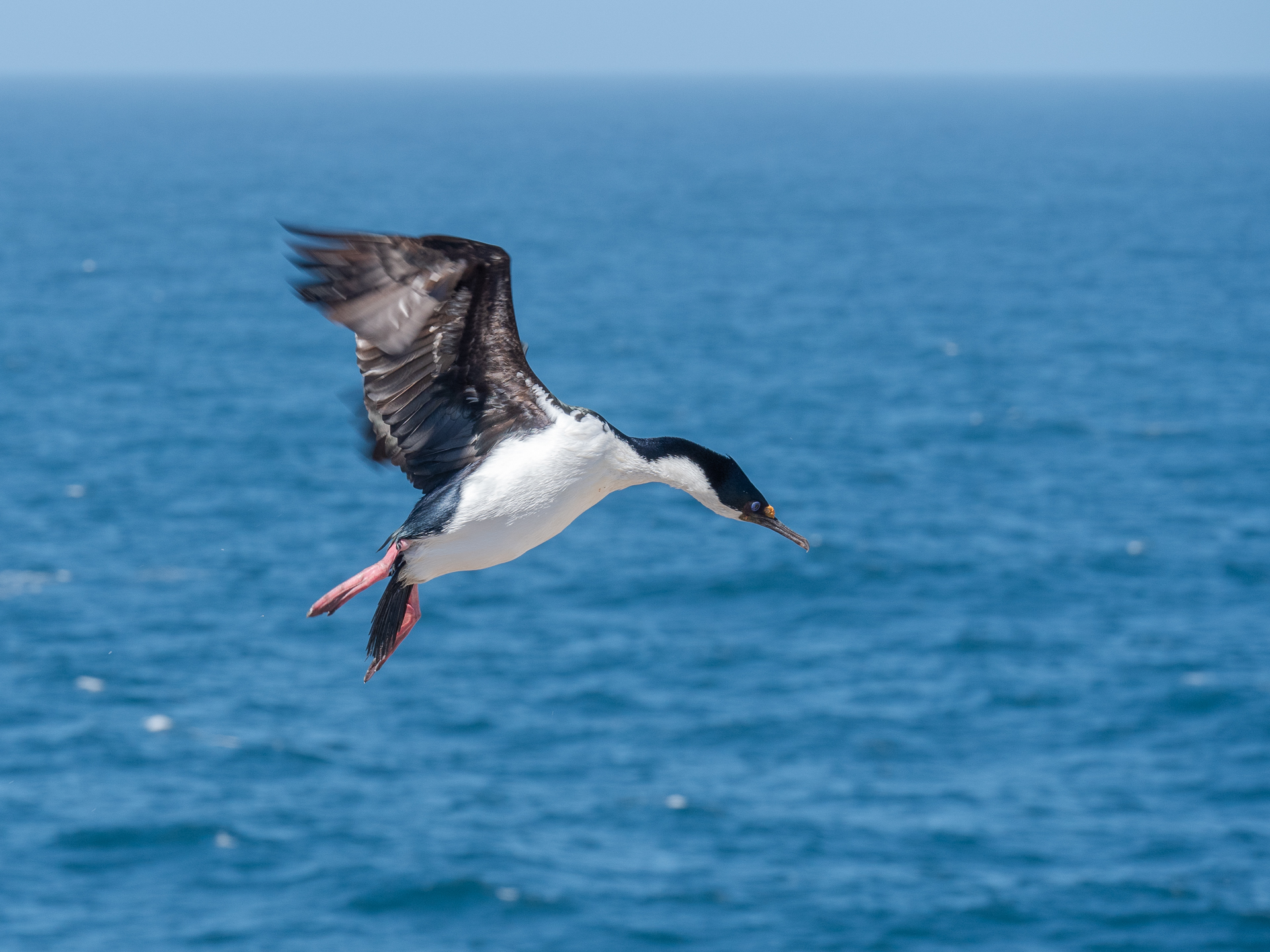 Falklandsøyene 2019 (12 of 22)