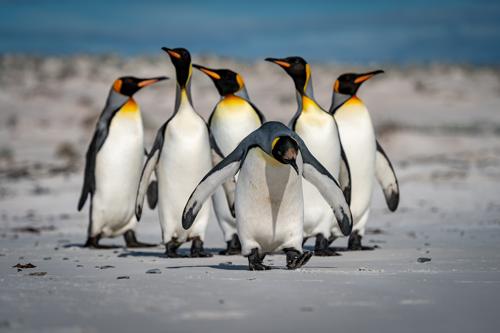 Falklandsøyene 2019 (13 of 22)