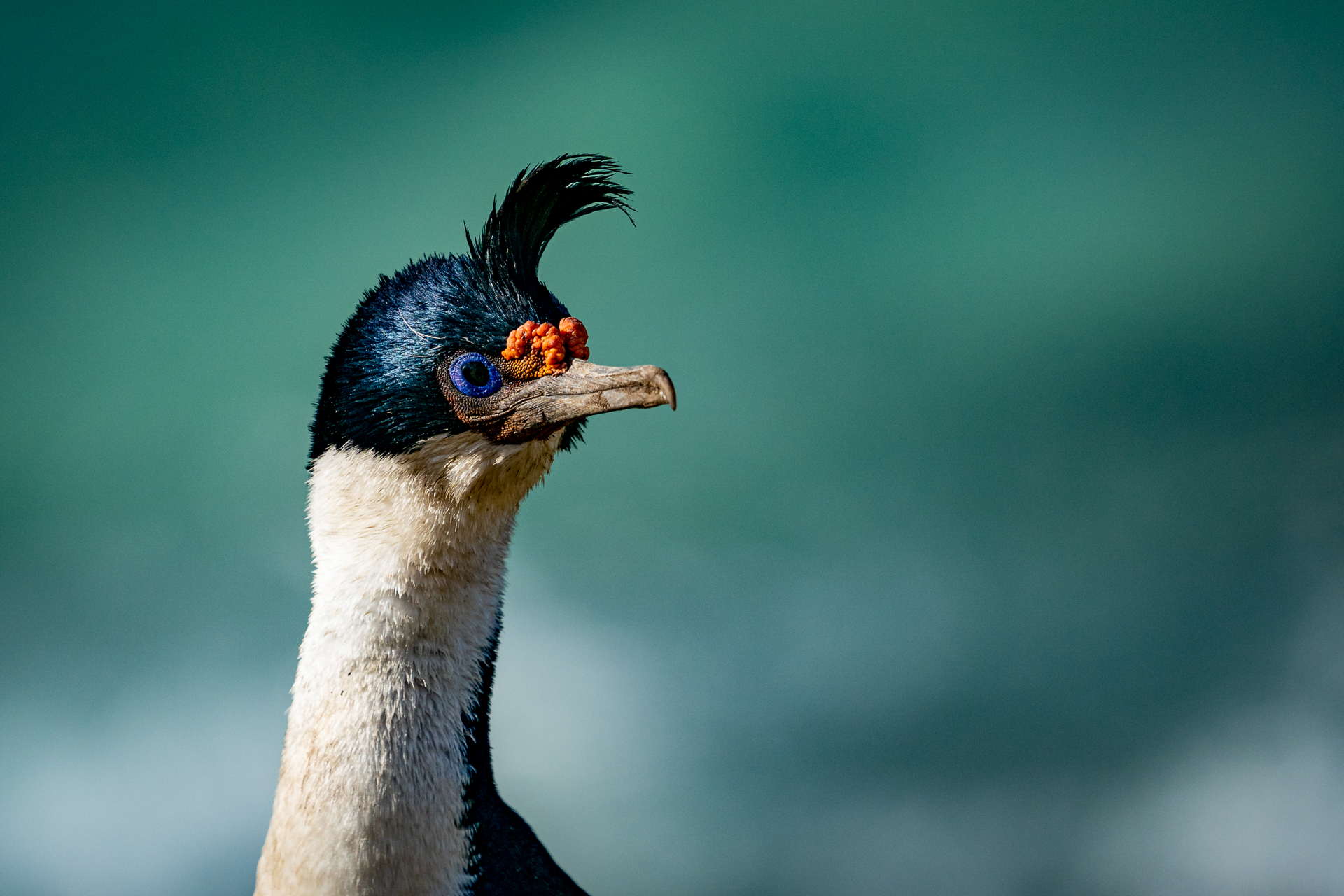 Falklandsøyene 2019 (2 of 22)