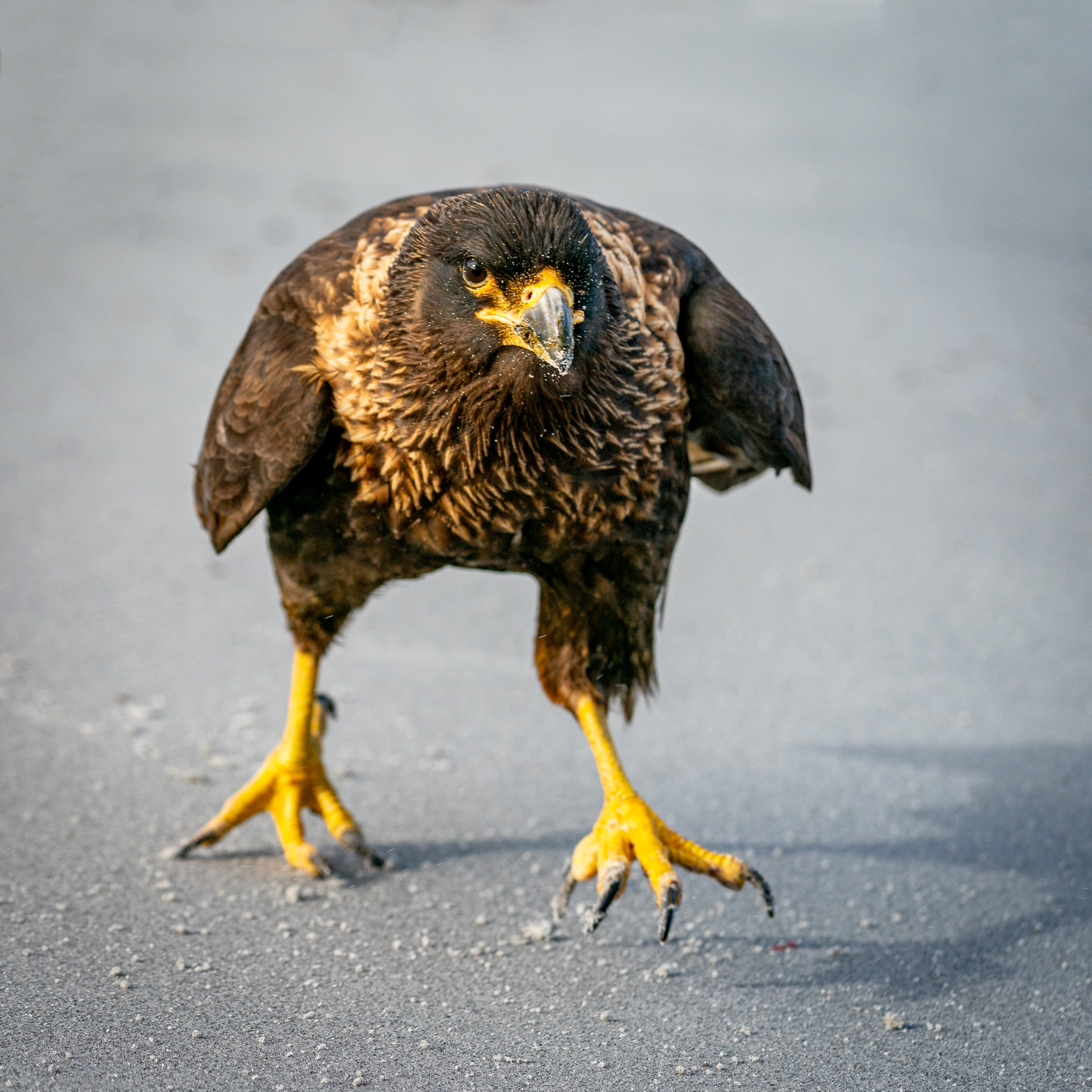 Falklandsøyene 2019 (23 of 4)