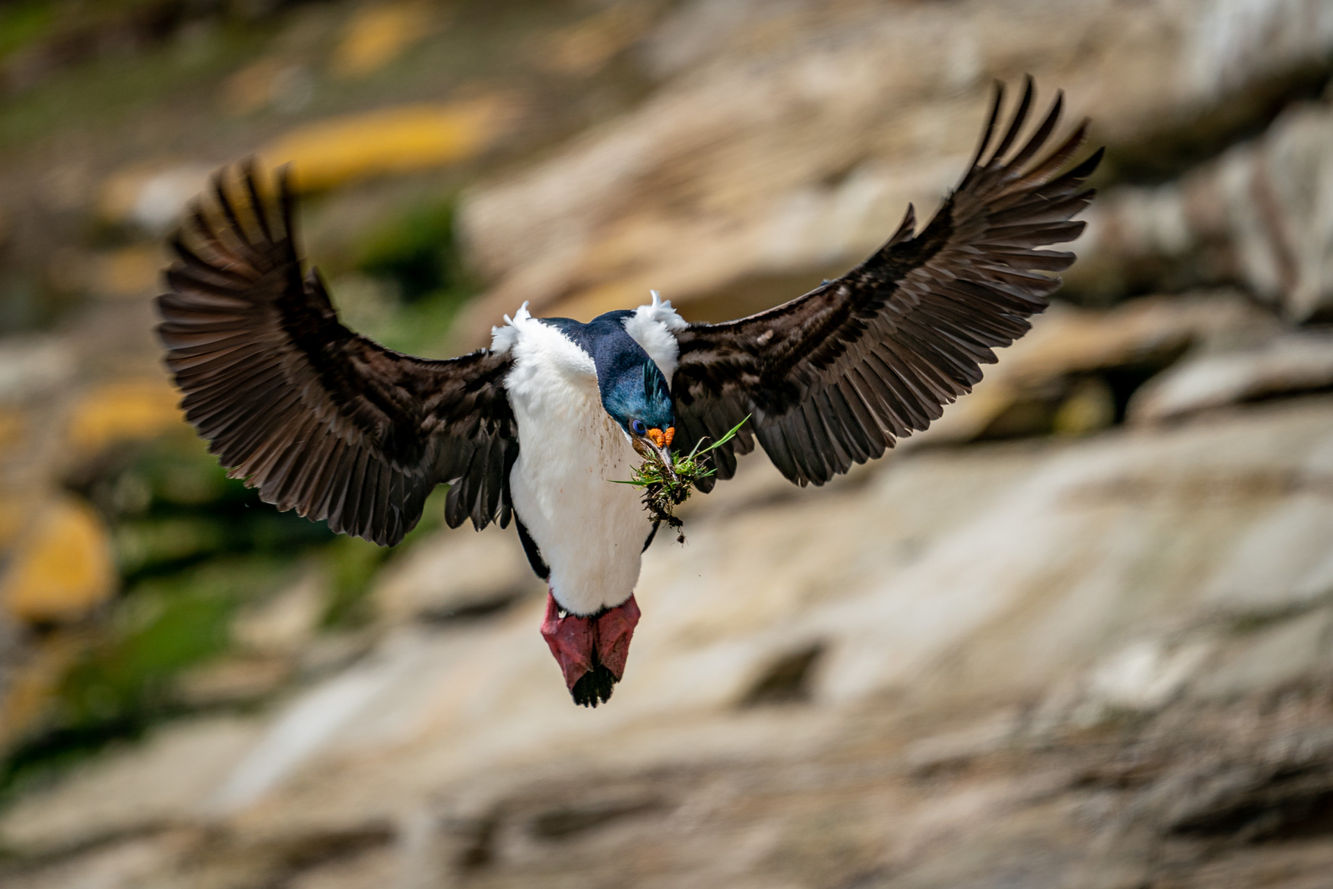 Falklandsøyene 2019 (26 of 4)