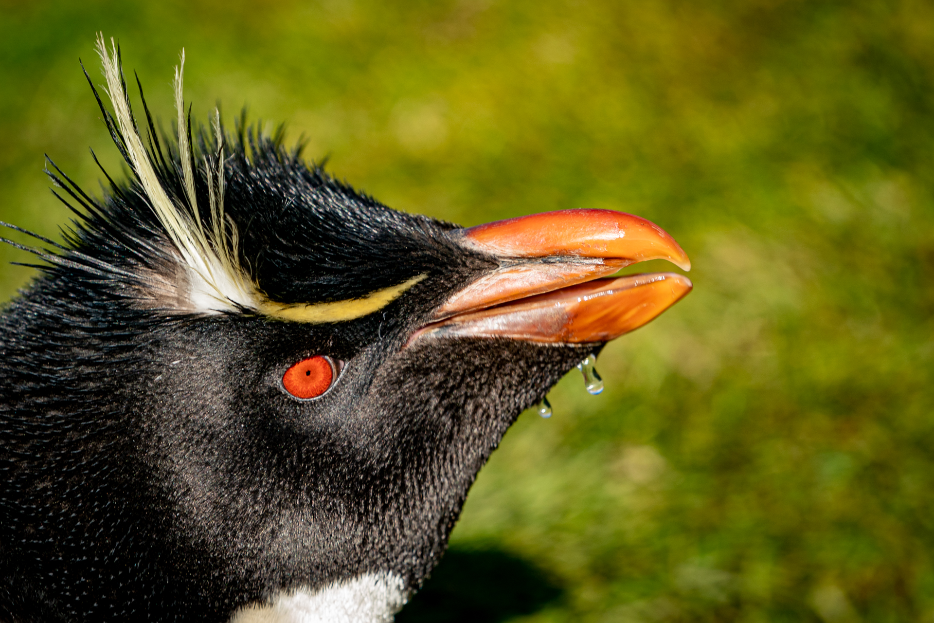 Falklandsøyene 2019 (3 of 22)