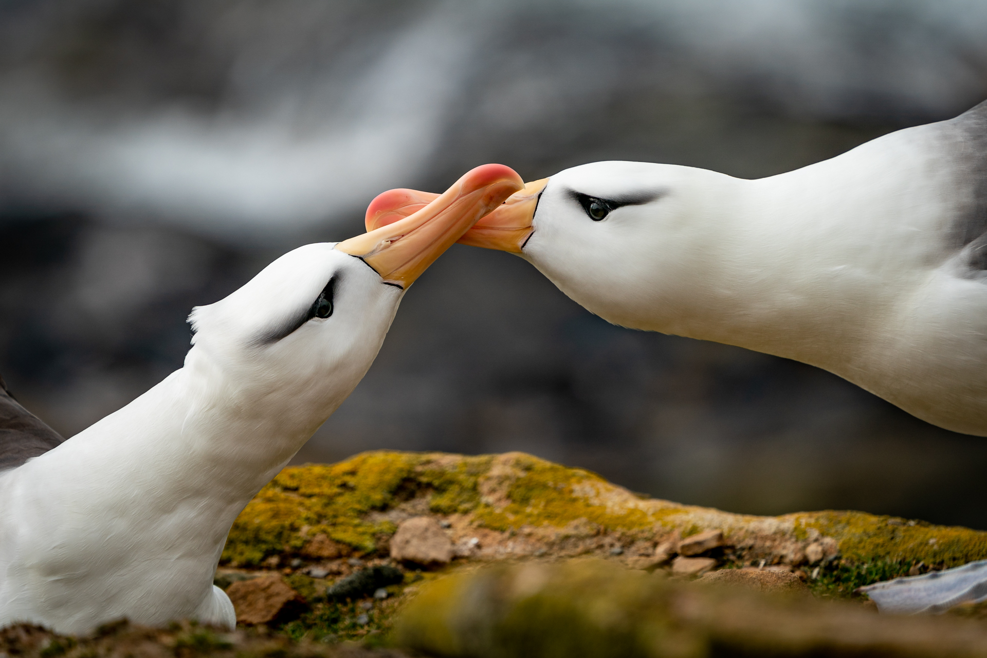 Falklandsøyene 2019 (7 of 22)