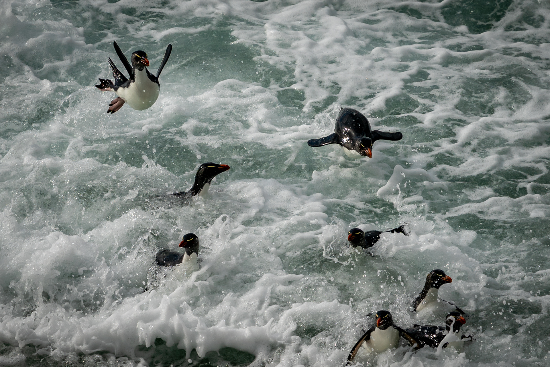 Falklandsøyene 2019 (8 of 22)