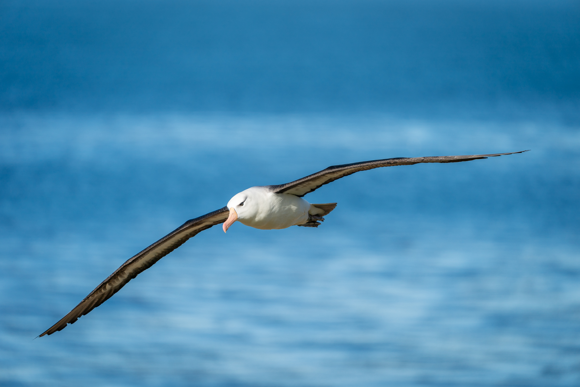 Falklandsøyene 2019 (9 of 22)