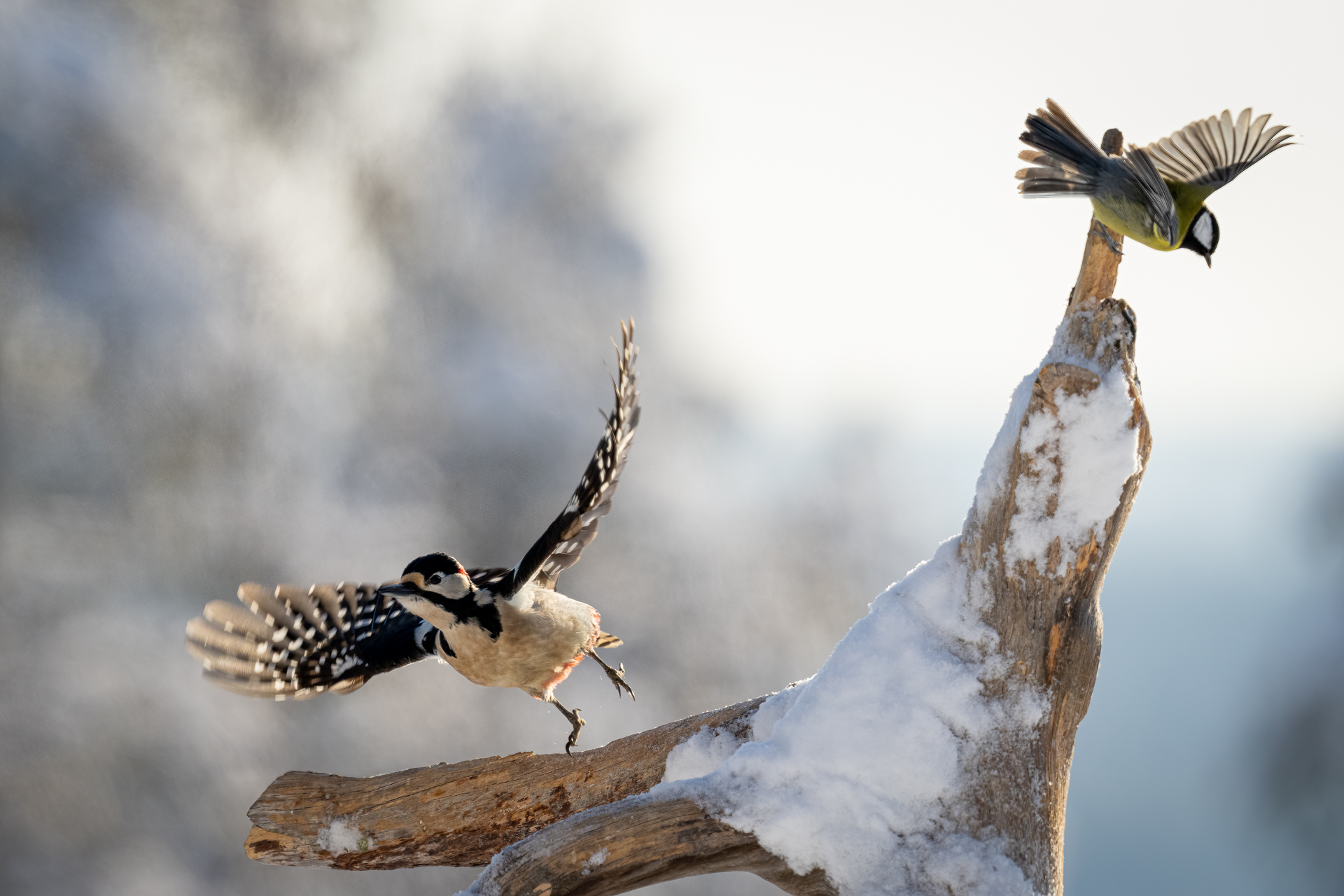 Finland vinter 2022-16
