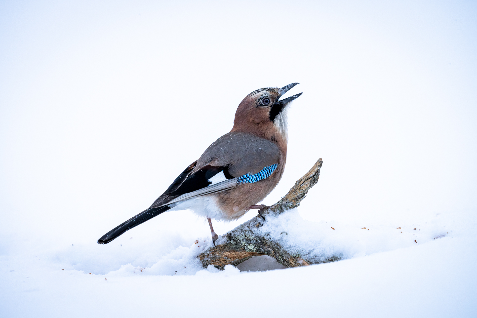 Finland vinter 2022-5