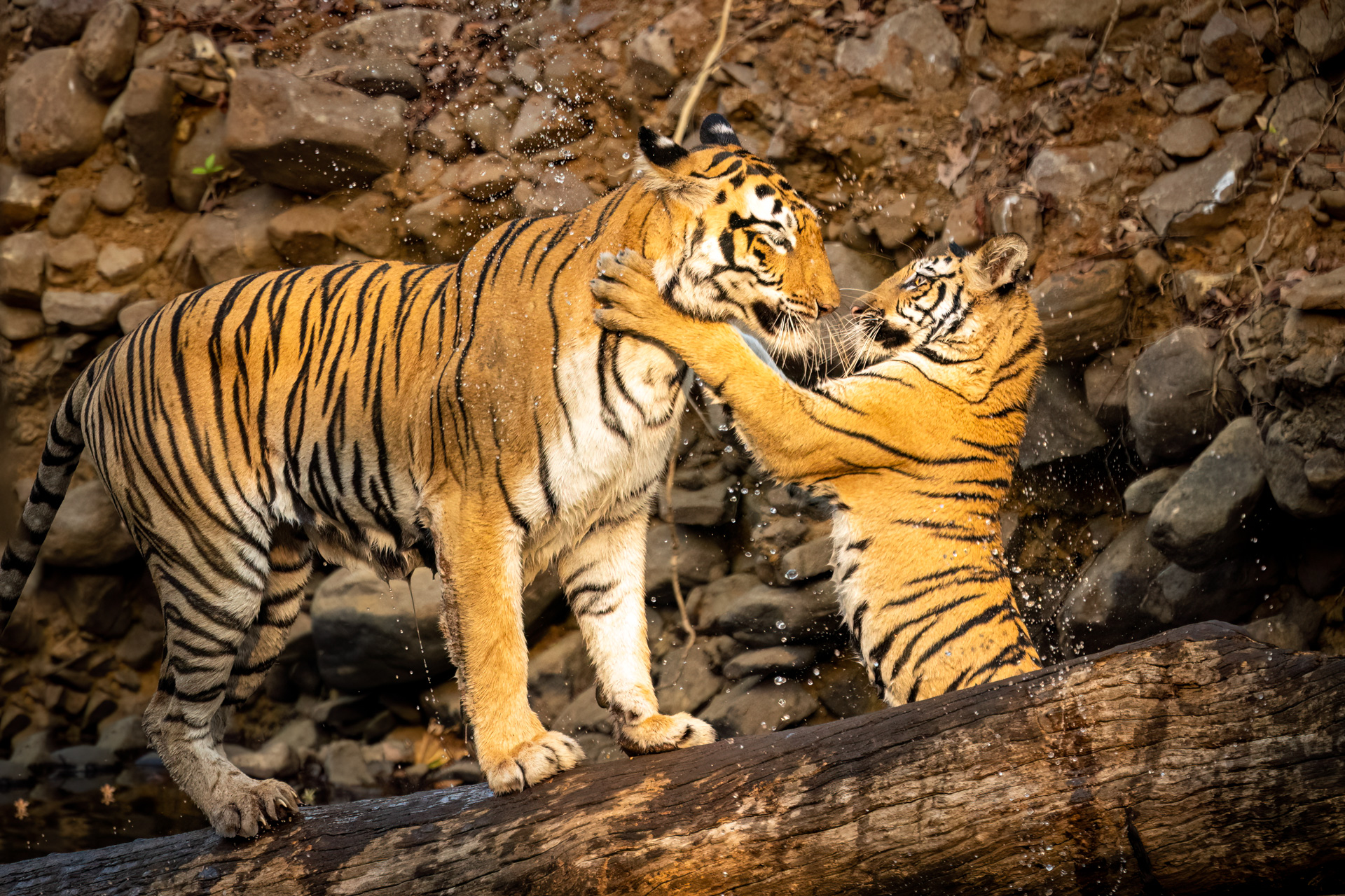 India 23-15