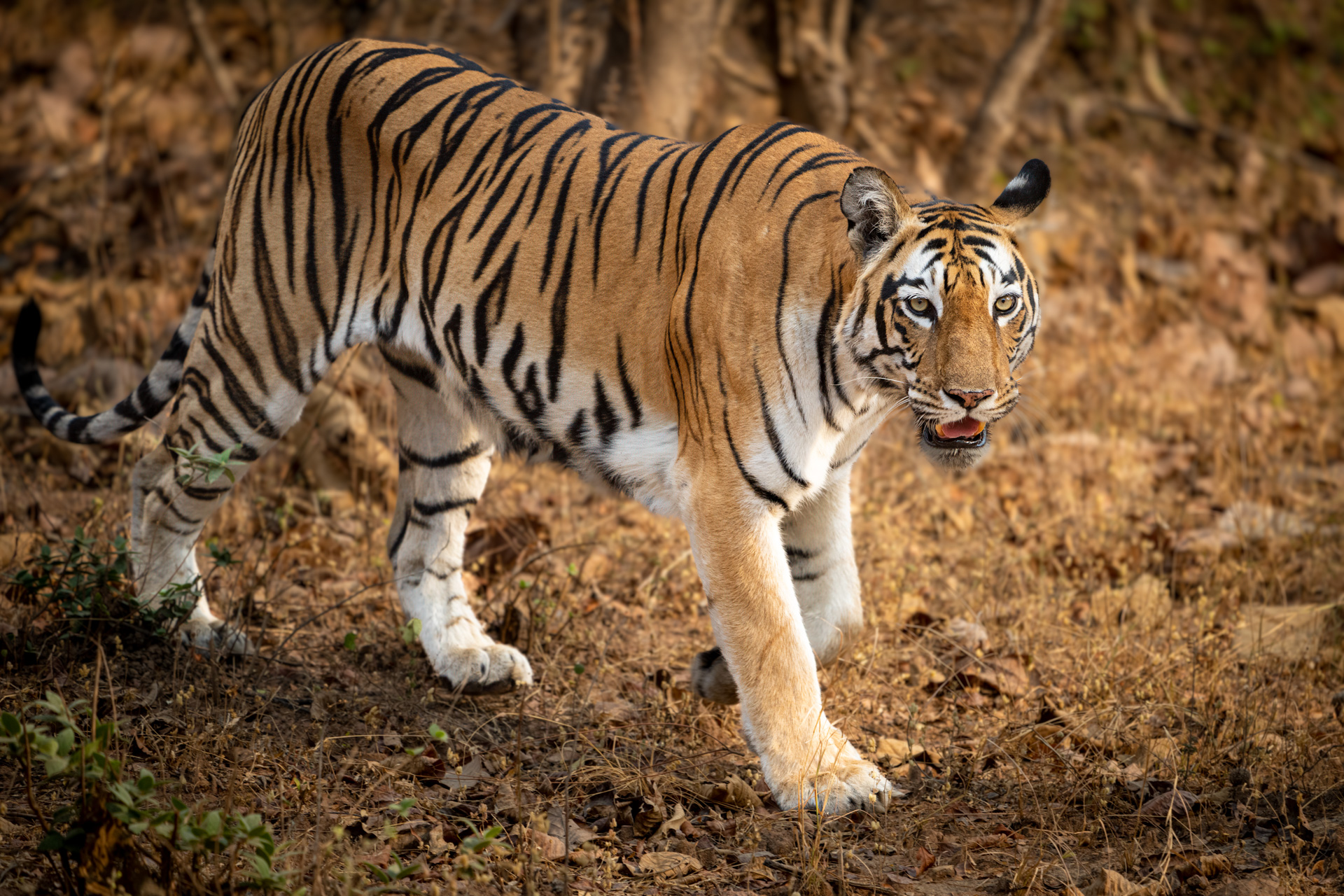 India 23-8