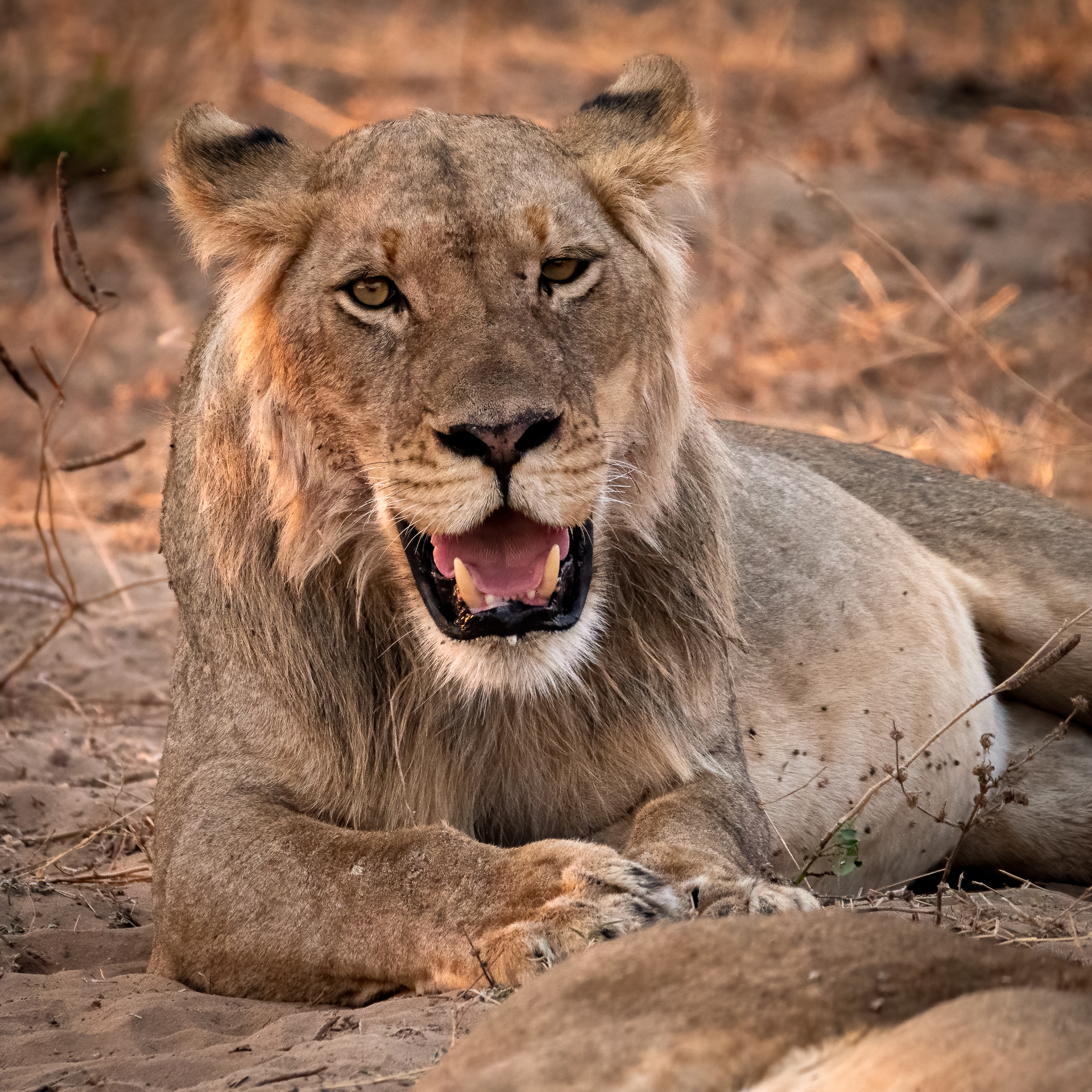 Mana Pools 2018-10