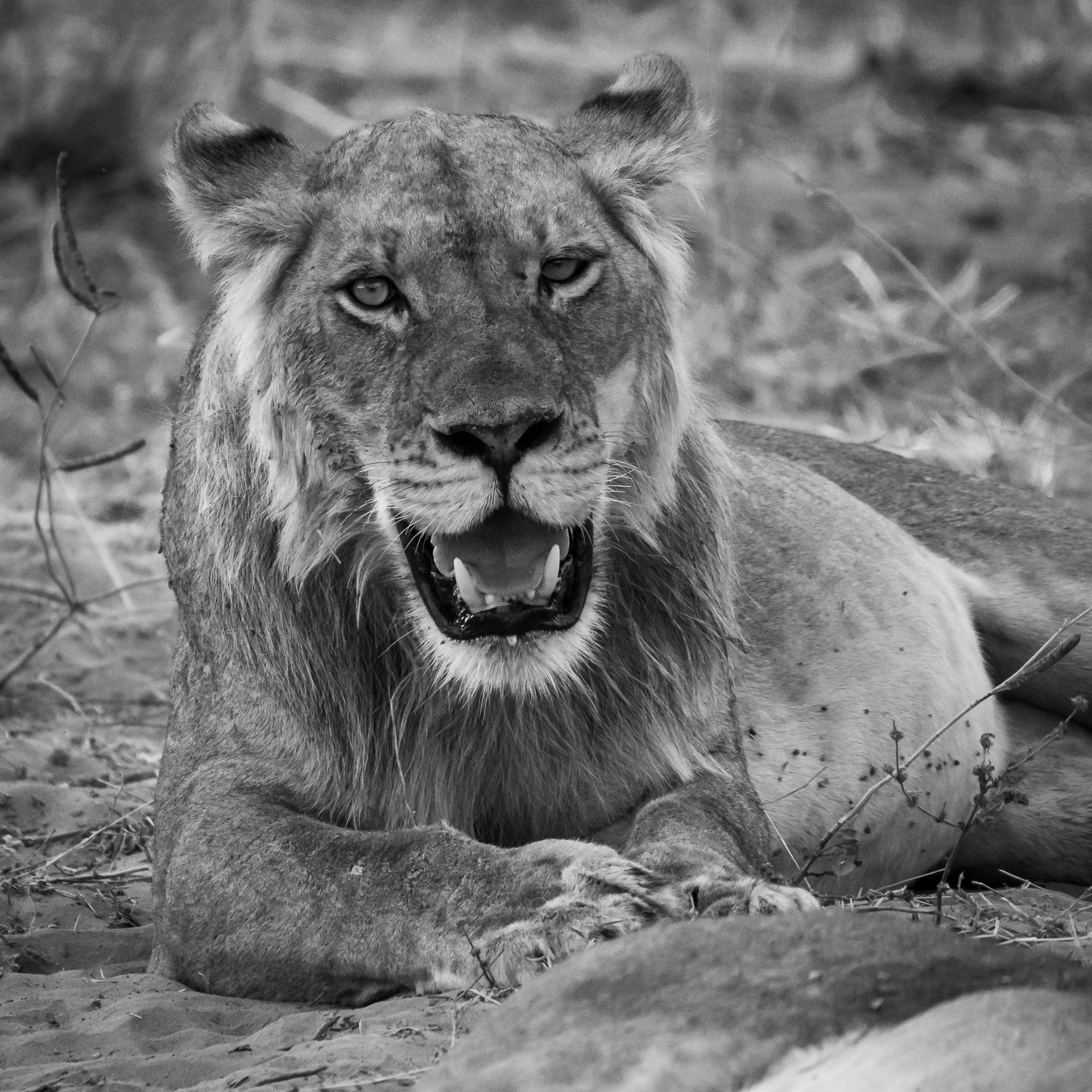 Mana Pools 2018-11