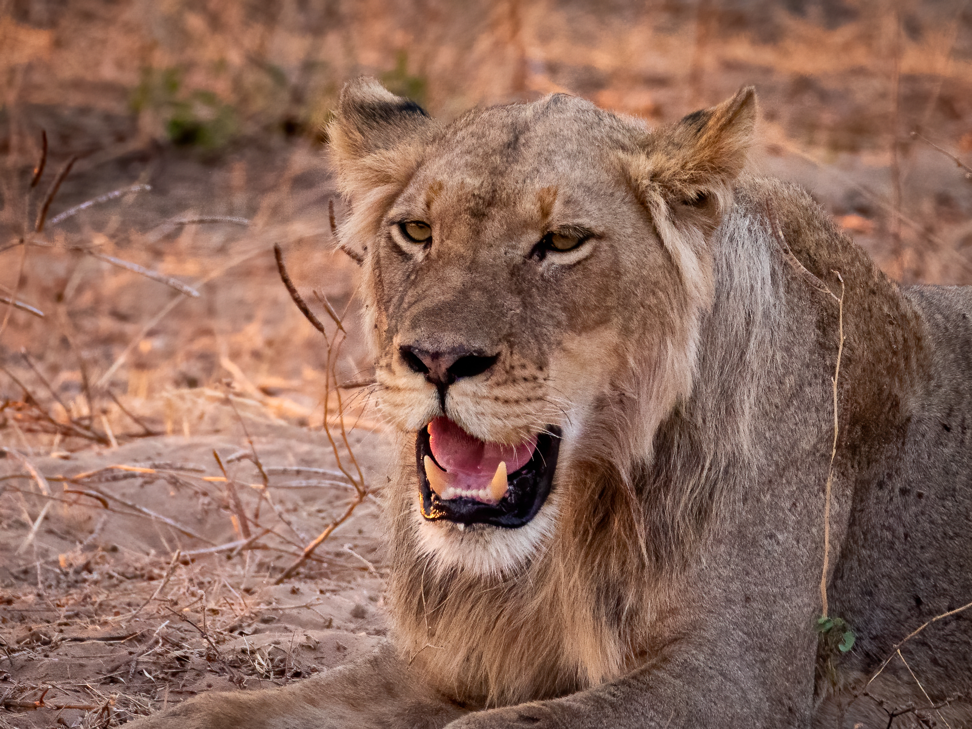 Mana Pools 2018-12