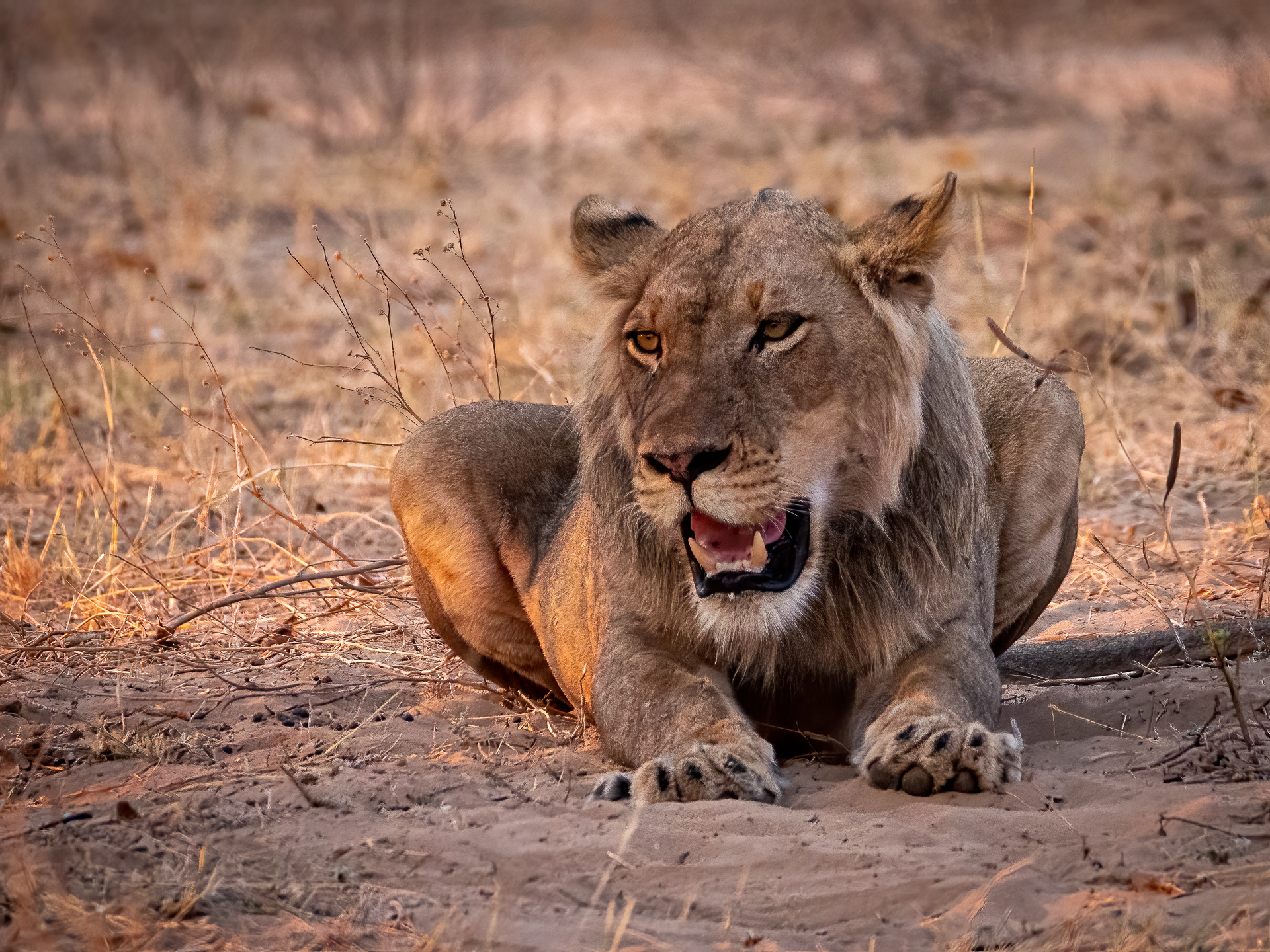 Mana Pools 2018-14