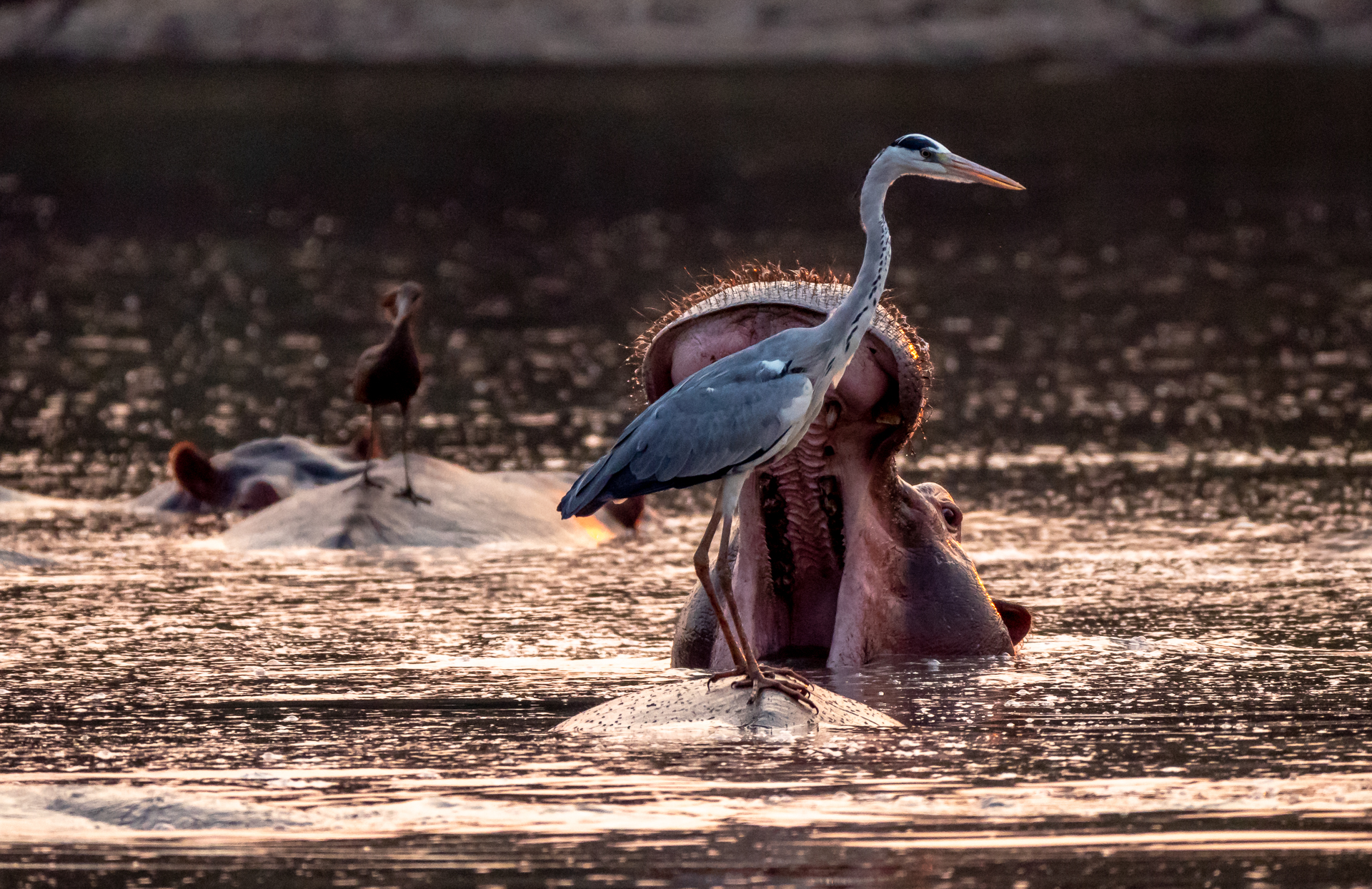 Mana Pools 2018 (10 of 16)