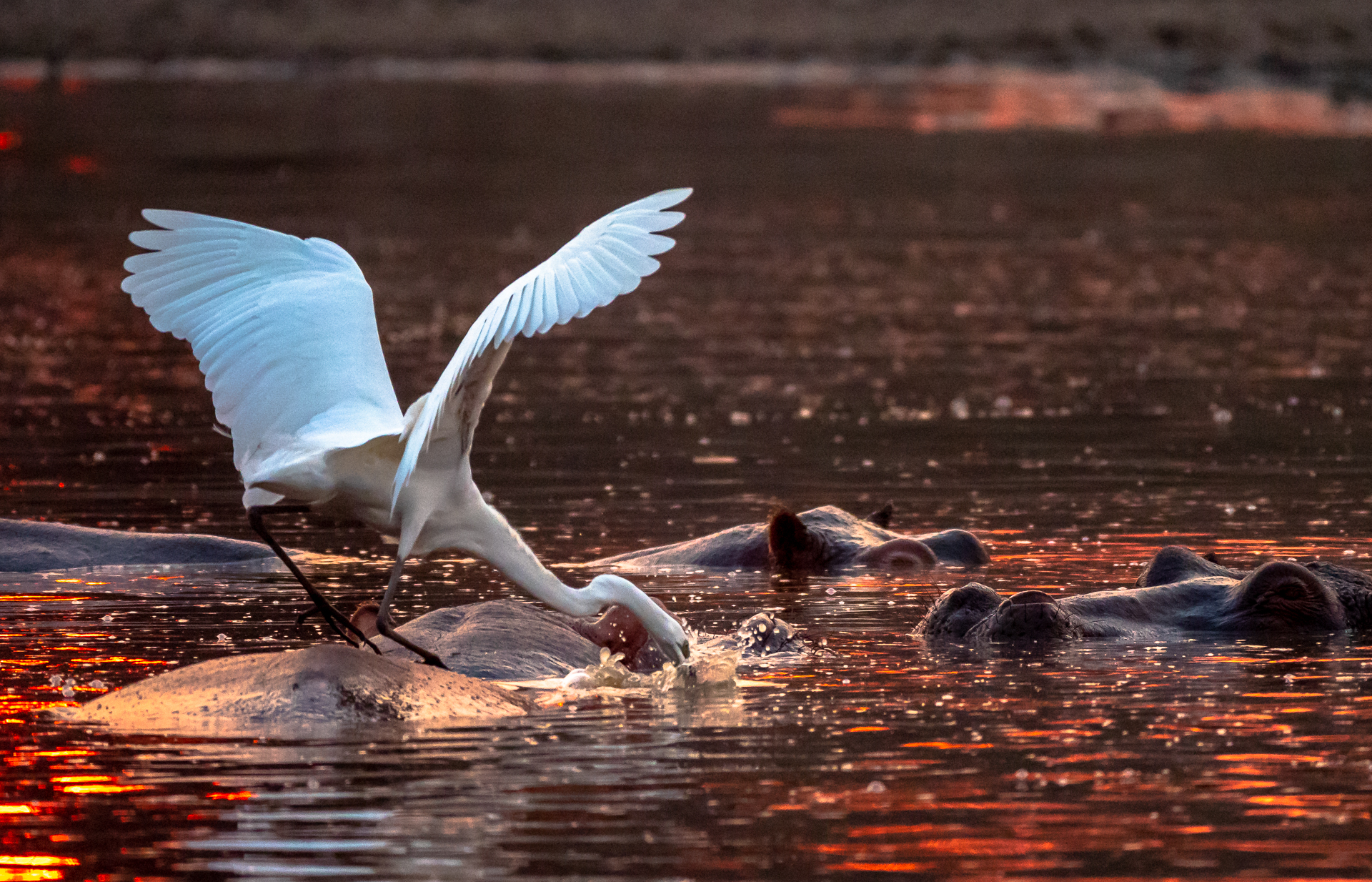 Mana Pools 2018 (12 of 16)