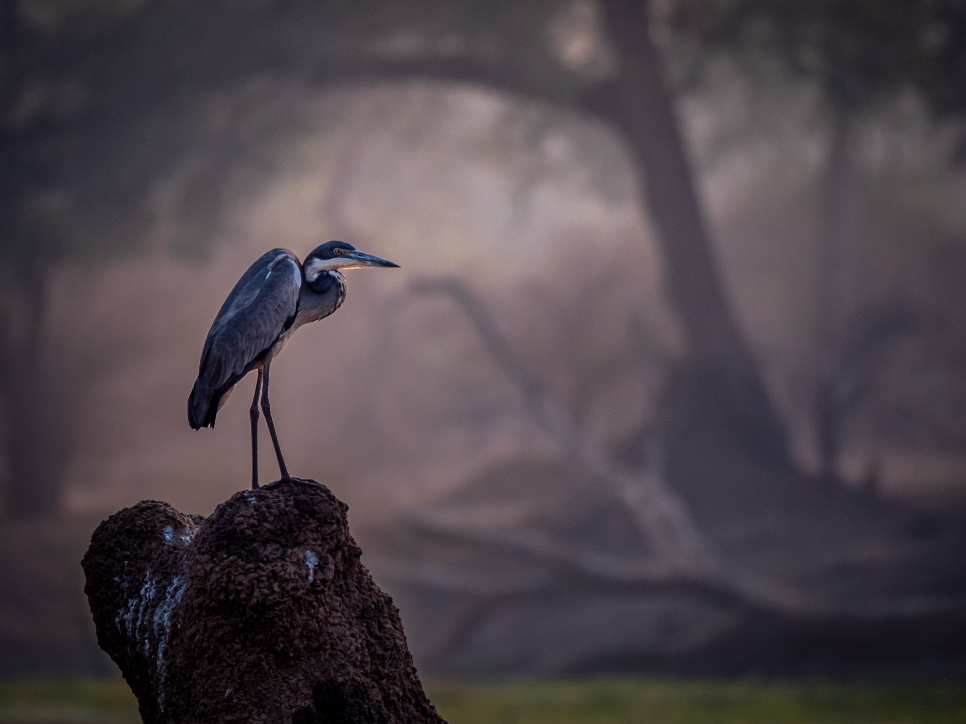 Mana Pools 2018 (13 of 16)