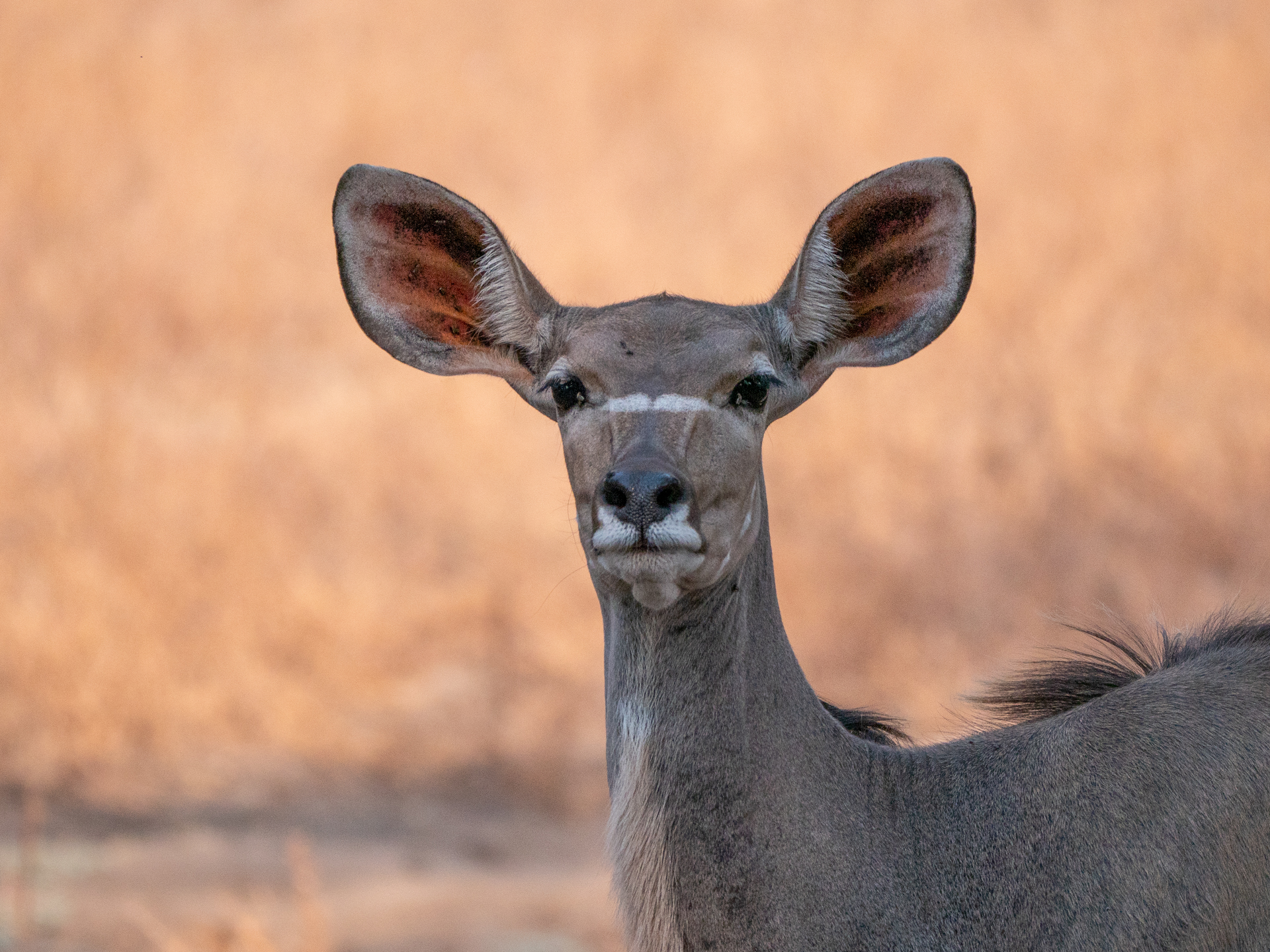 Mana Pools 2018 (14 of 16)