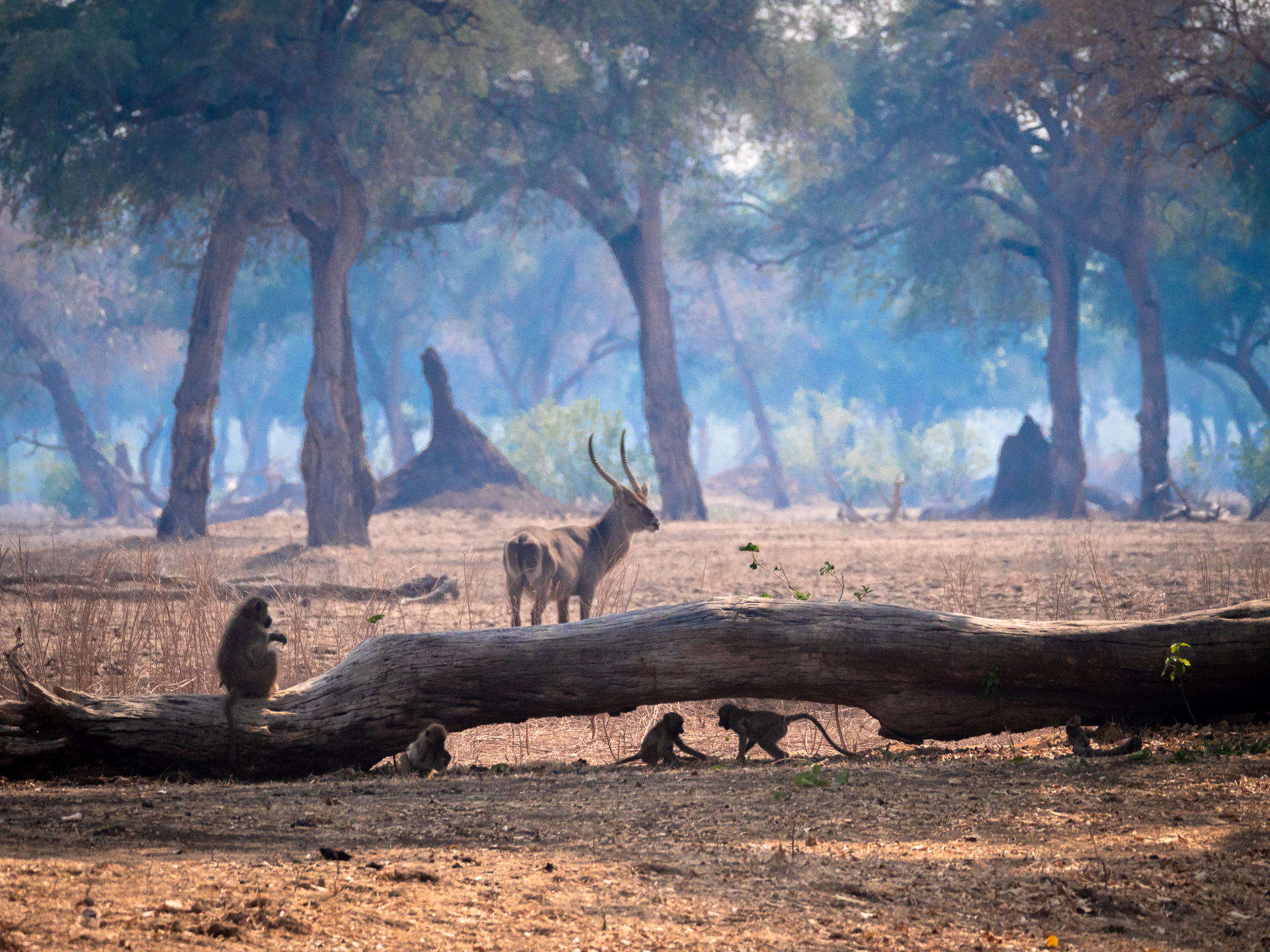 Mana Pools 2018 (15 of 16)