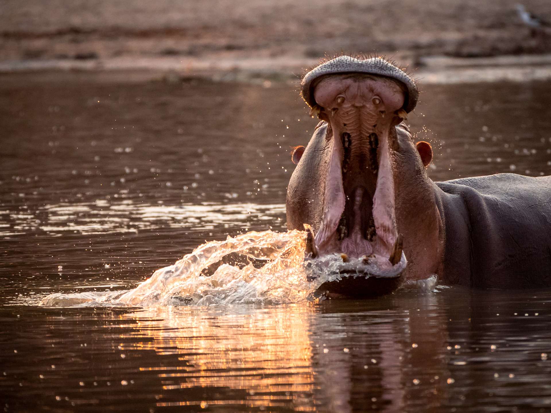 Mana Pools 2018 (16 of 16)