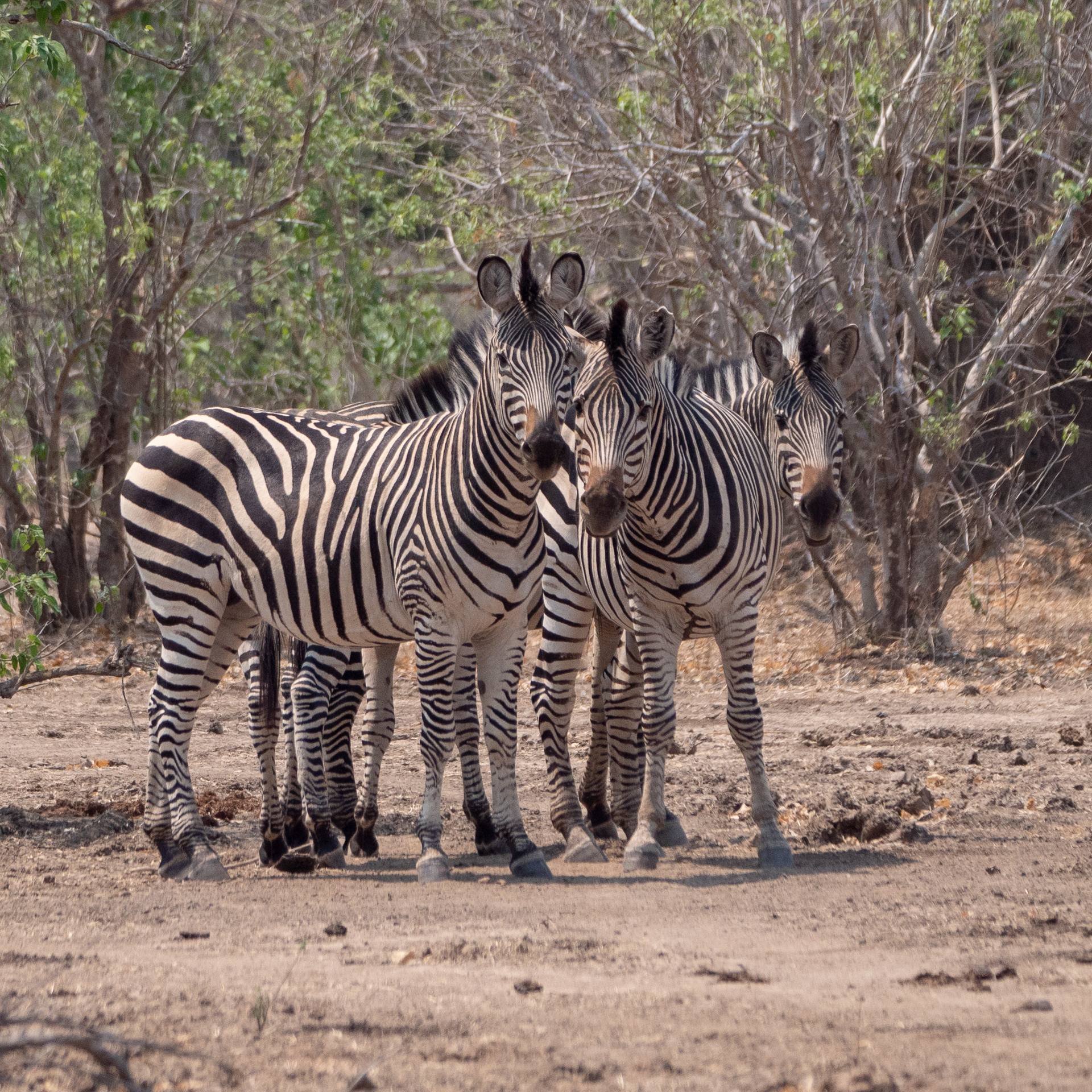Mana Pools 2018 (3 of 16)