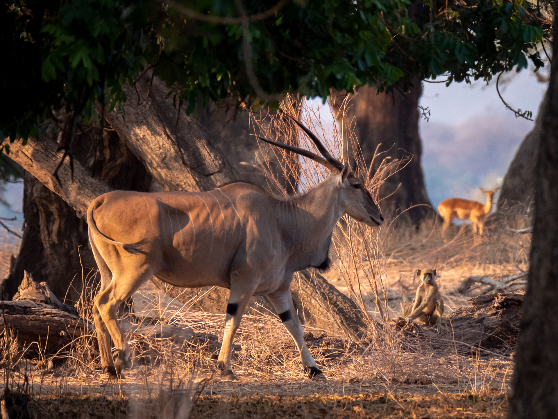 Mana Pools 2018 (4 of 16)